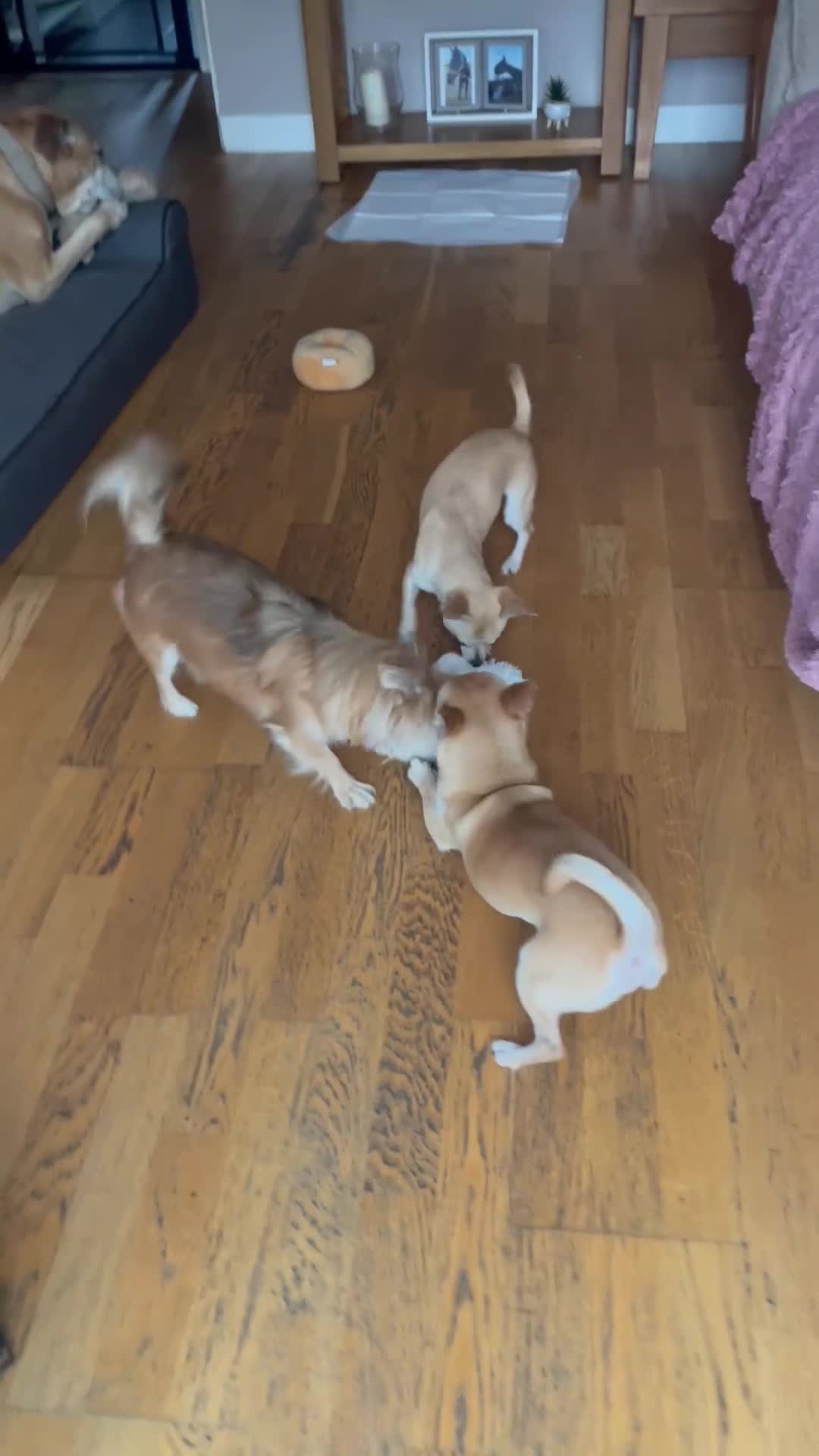 Chihuahua dogs for sale: Smooth coat make chihuahua brothers - Video 1