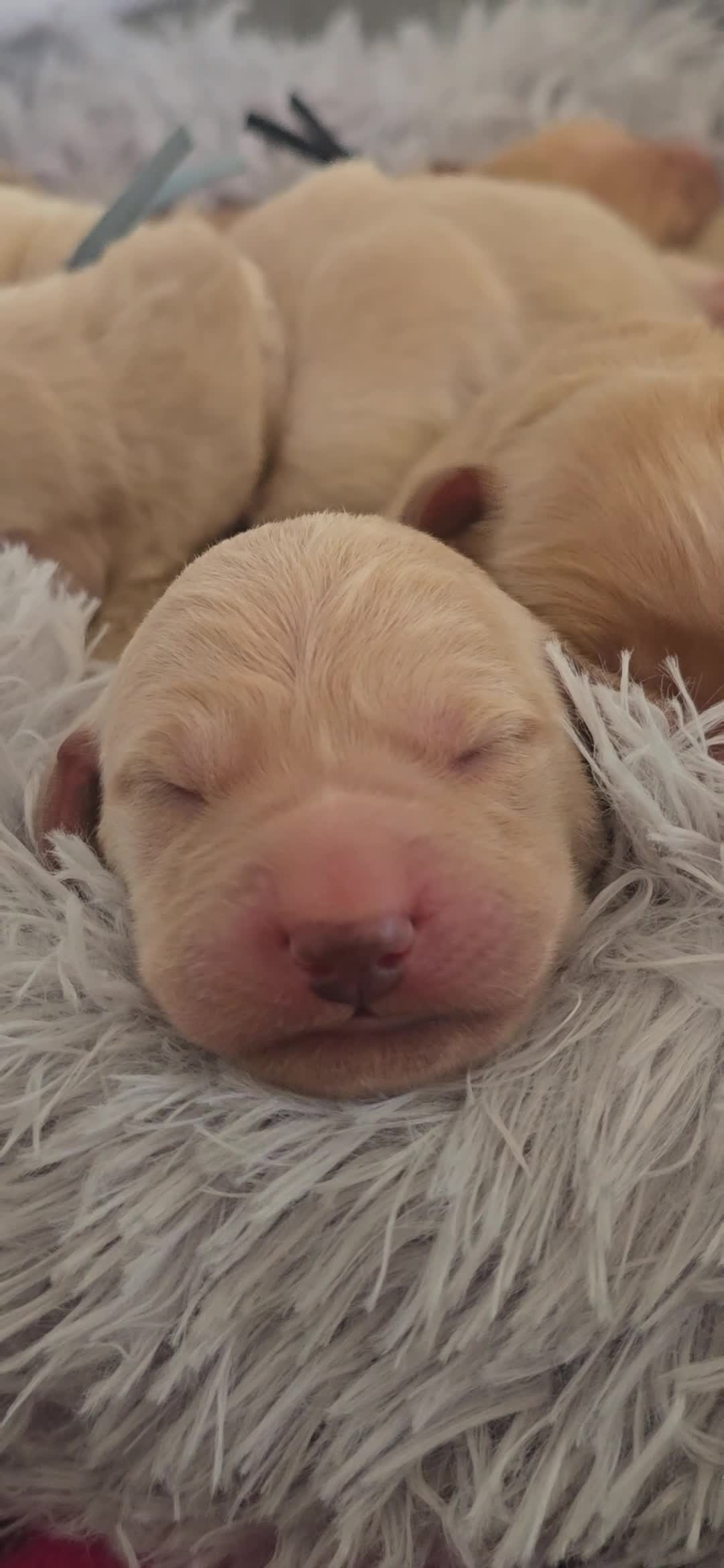 Goldador dogs for sale: Golden Retriever / Golador Puppies - Video 1