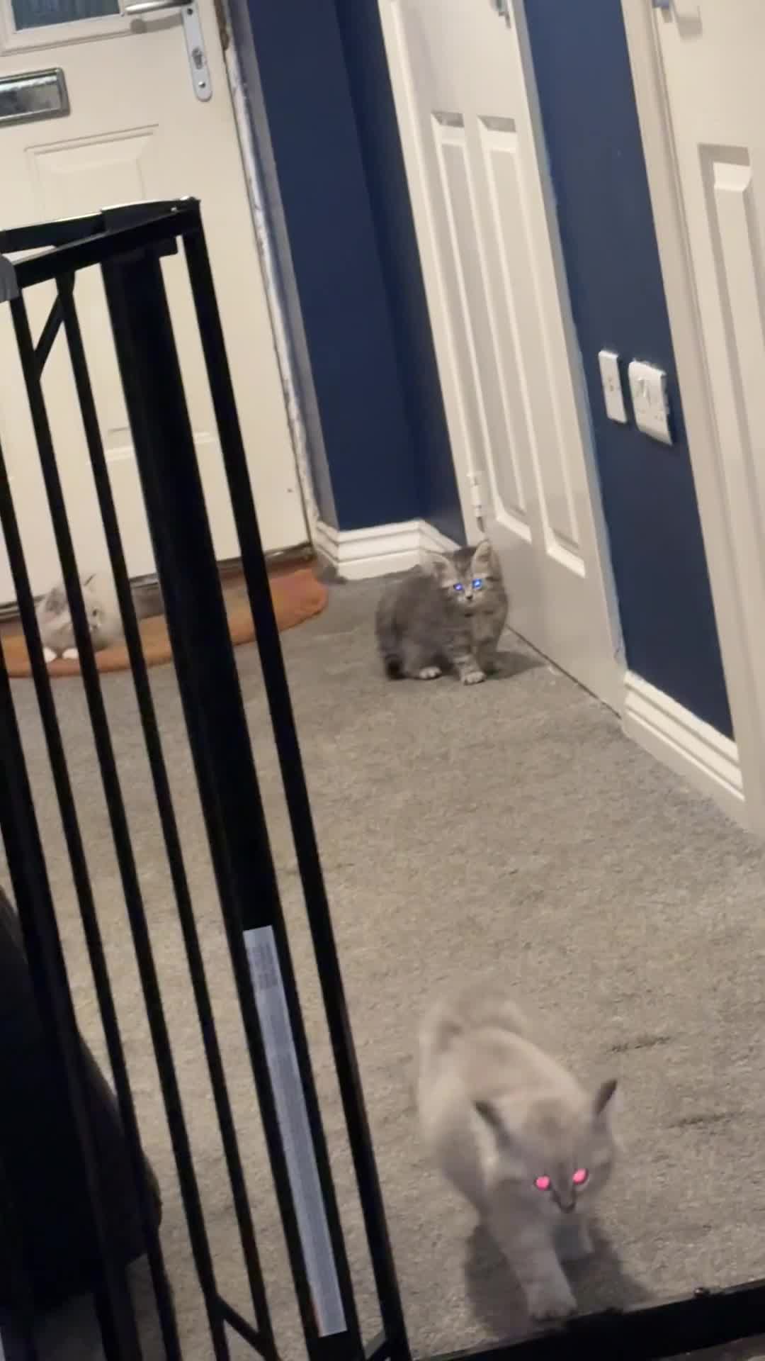 British Shorthair cats for sale: Half British shorthair half ragdoll kitten  - Video 1