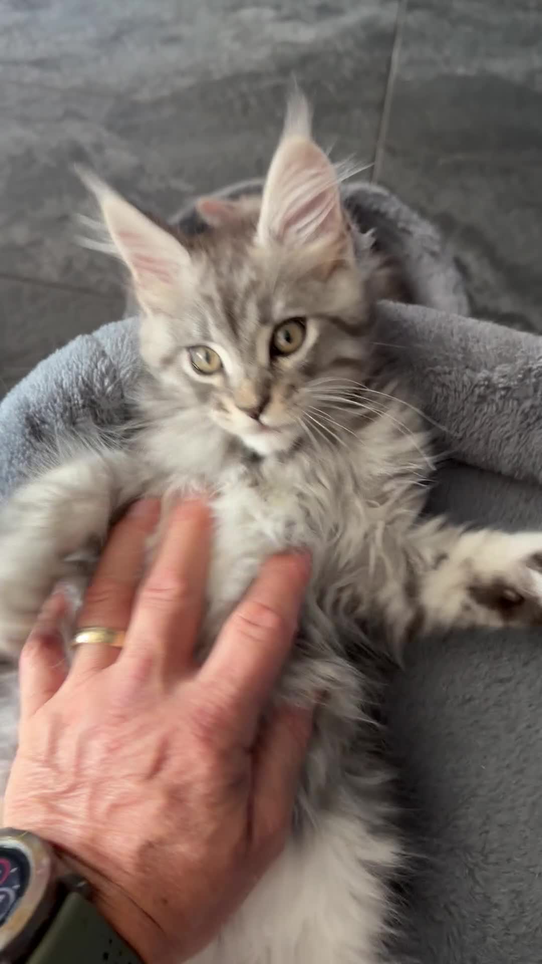 Maine Coon cats for sale: Beautiful Mainecoon kittens ready for loving homes - Video 1