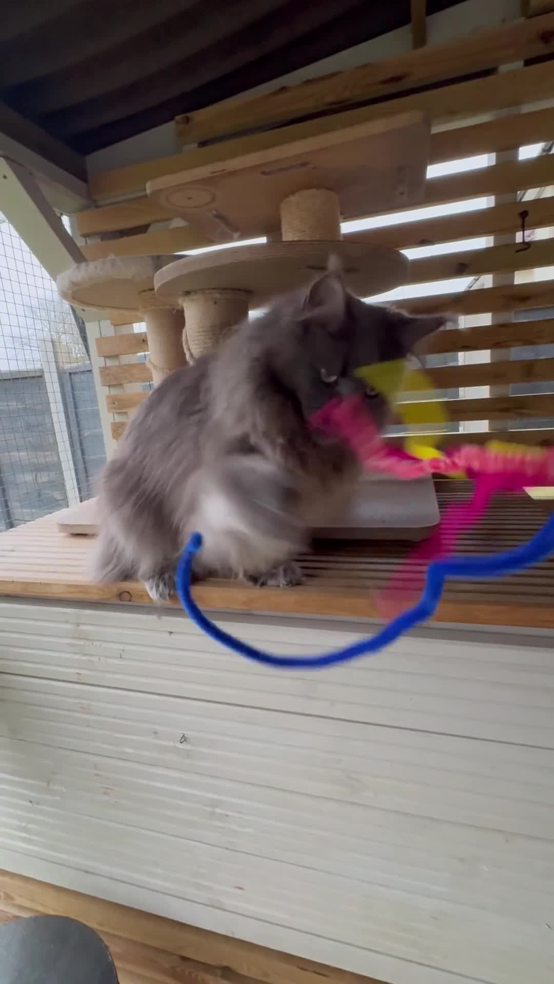 Maine Coon cats for sale: 🐾Retired polydactyl Queen🐾 - Video 1