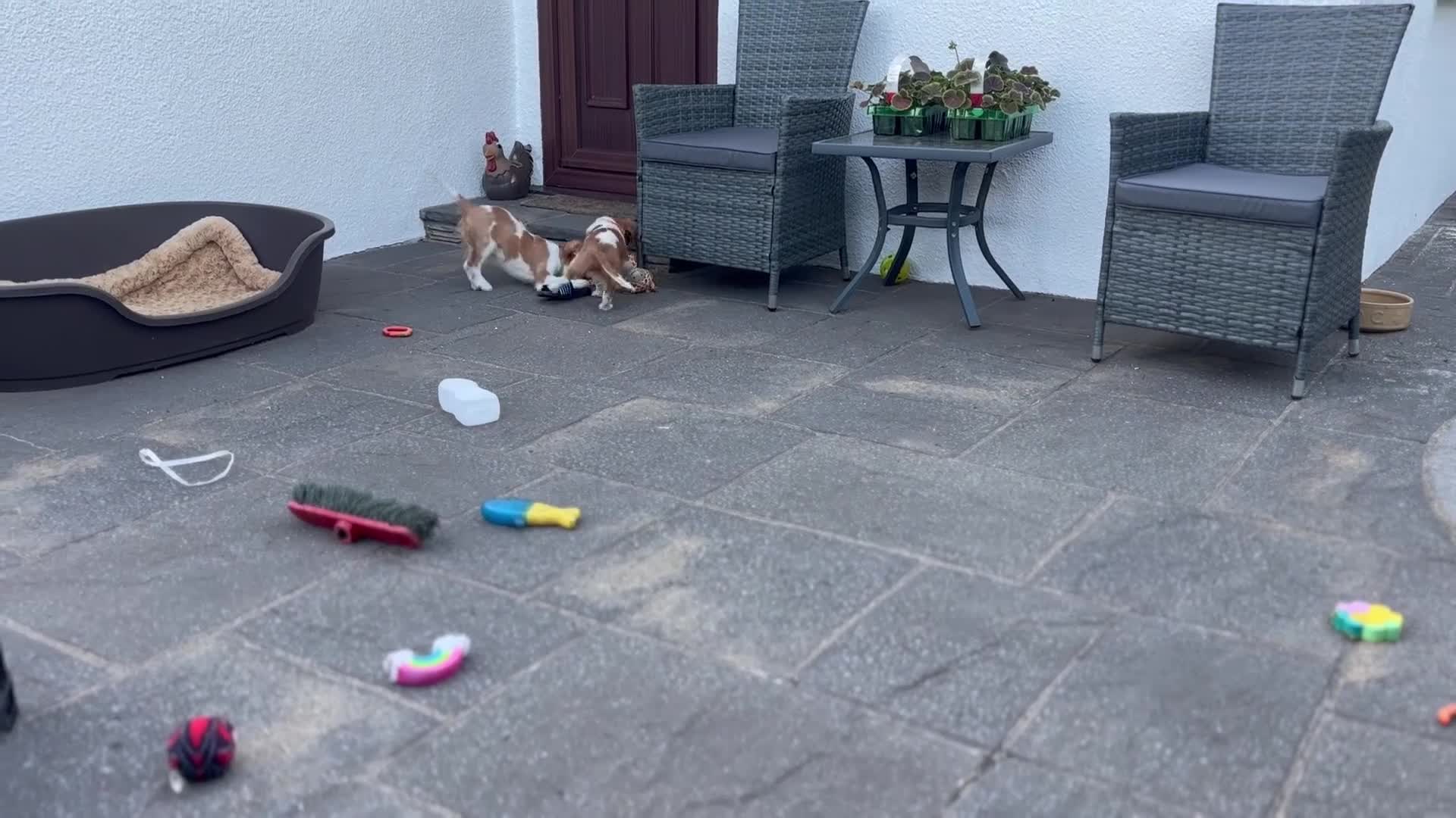 Cavalier King Charles Spaniel dogs for sale: Cavalier King Charles Spaniel Puppies  - Video 1