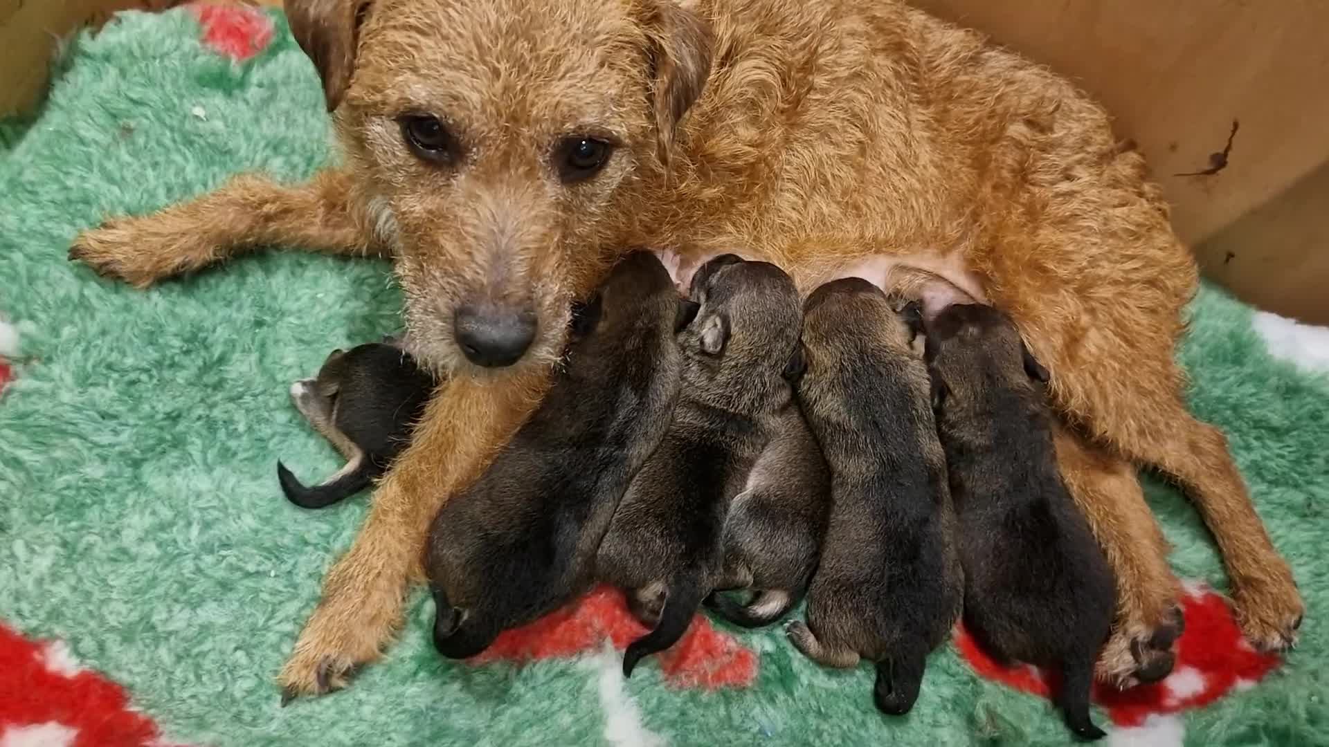 Mixed Breed dogs for sale: Beautiful Patterdale × Jack Chi Puppies - Video 2