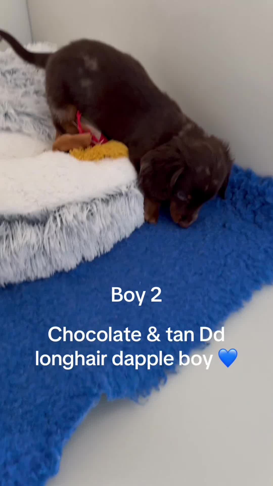 Miniature Dachshund dogs for sale: Quality miniature long hair choc & tan dapples - Video 3