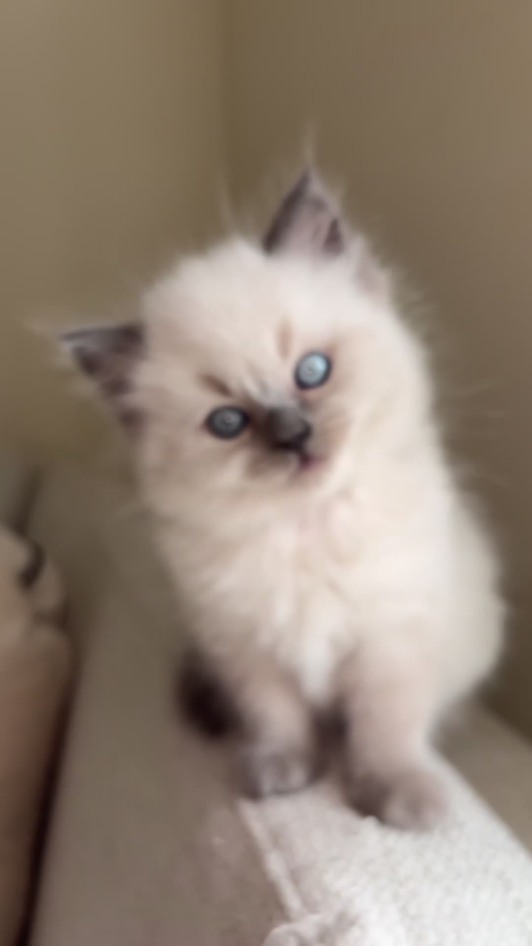 Ragdoll cats for sale: Beautiful blue point female  - Video 1