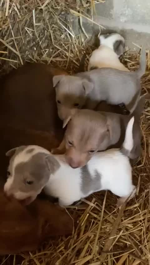 Jack Russell dogs for sale: Beautiful coloured Jack Russell puppies  - Video 1