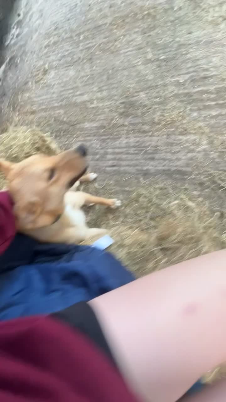 Mixed Breed dogs for sale: tony the dog  - Video 2
