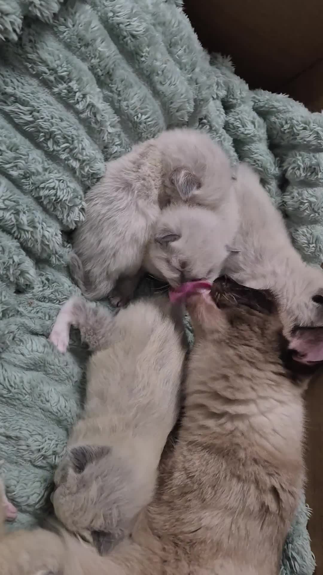 Ragdoll cats for sale: Full ragdoll male kittens in Guisborough - Video 1