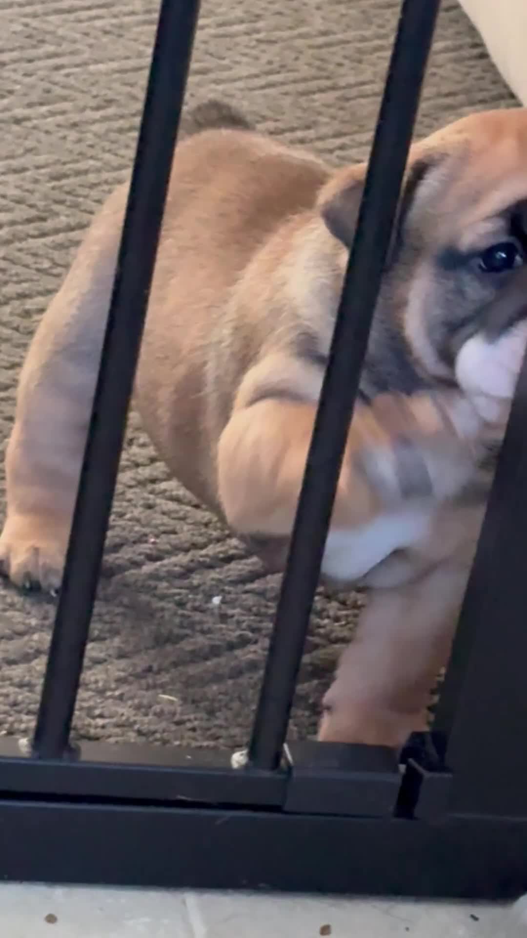 English Bulldog dogs for sale: Traditional English Bulldog Puppies  - Video 2
