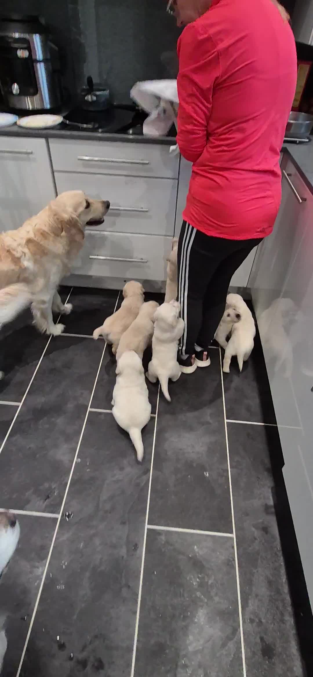 Golden Retriever dogs for sale: Golden retriever beautiful cream puppies - Video 3