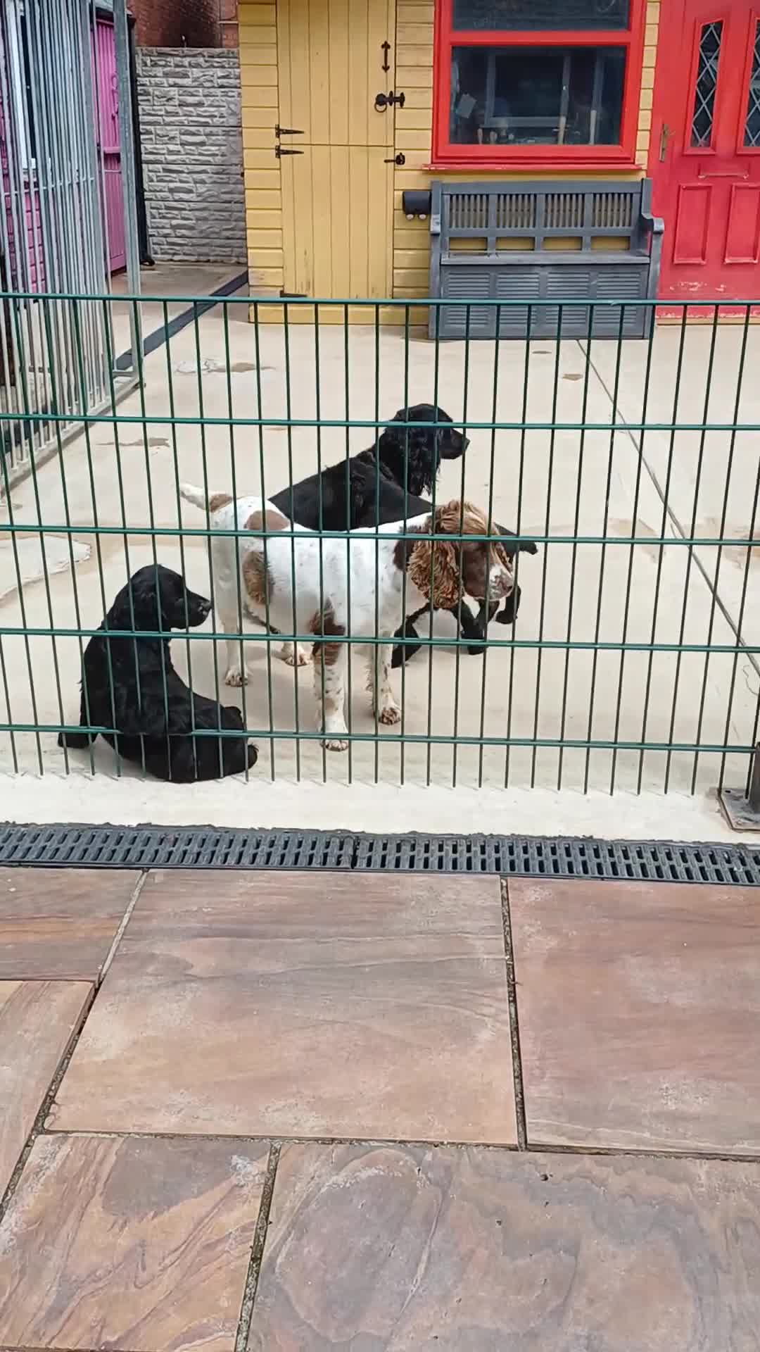 Cocker Spaniel dogs for sale: 1 MALE  AVAILABLE  COCKER PUPS  - Video 4