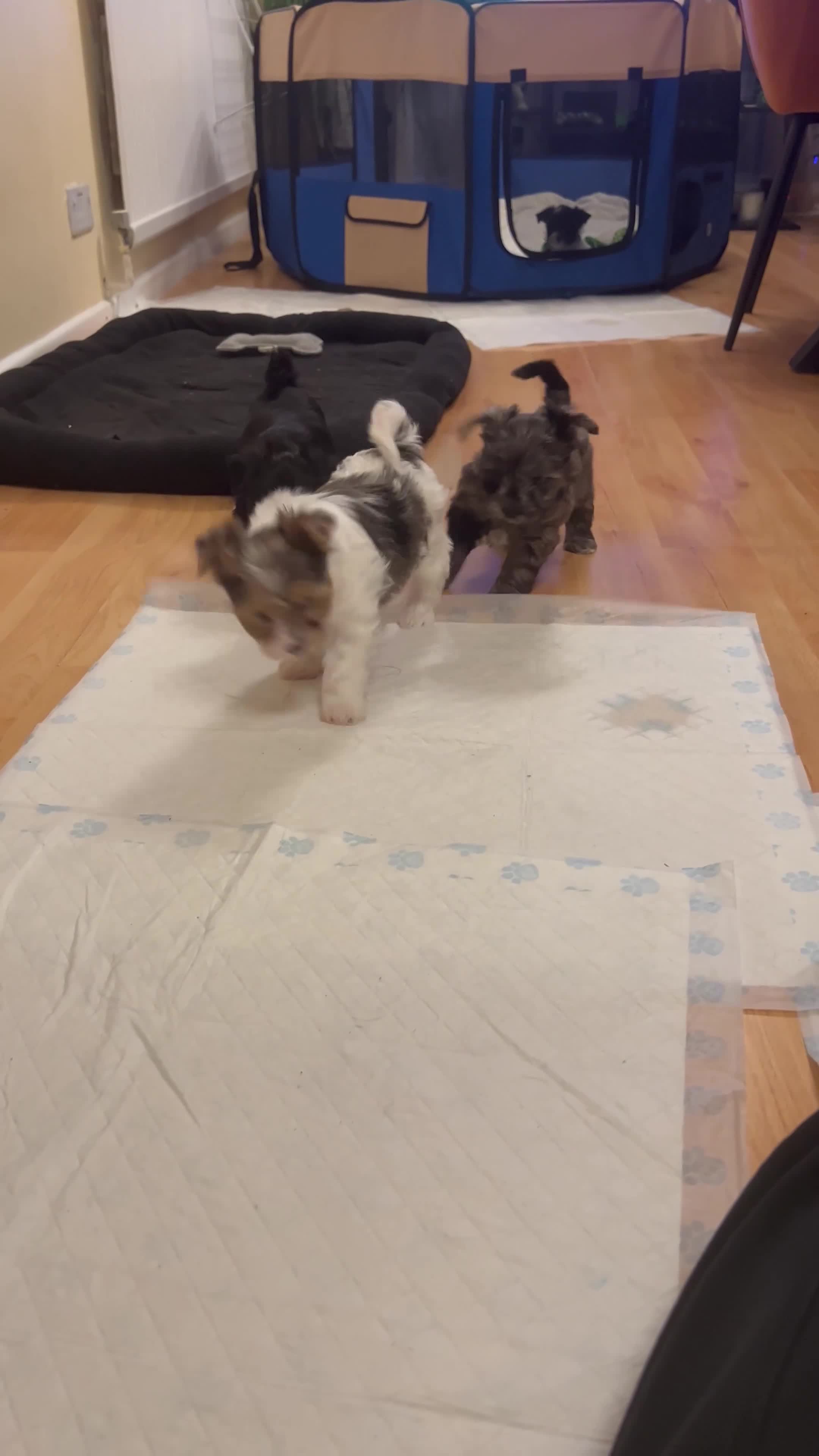 Yorkshire Terrier dogs for sale: Colourful Yorkshire terrier  - Video 2