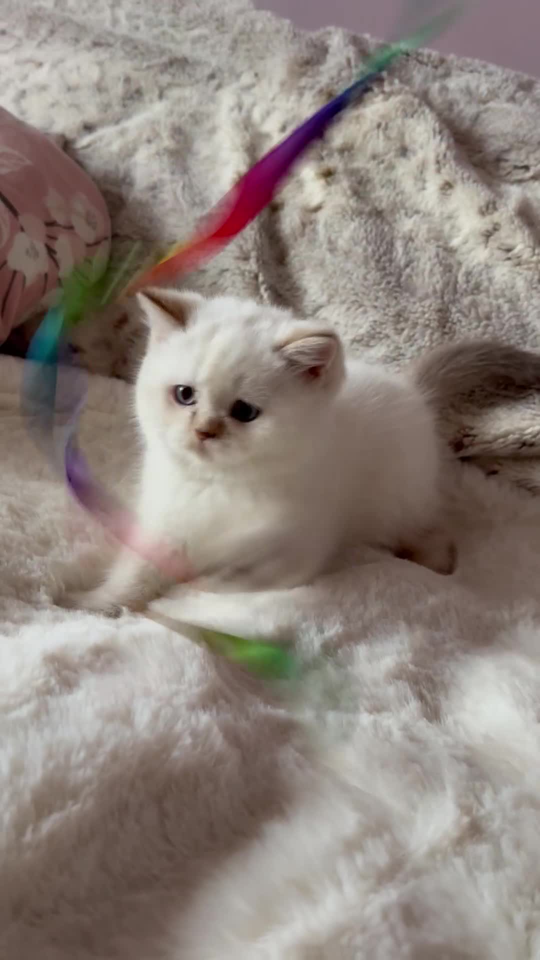 British Shorthair cats for sale: Quality British Shorthair kittens  - Video 1