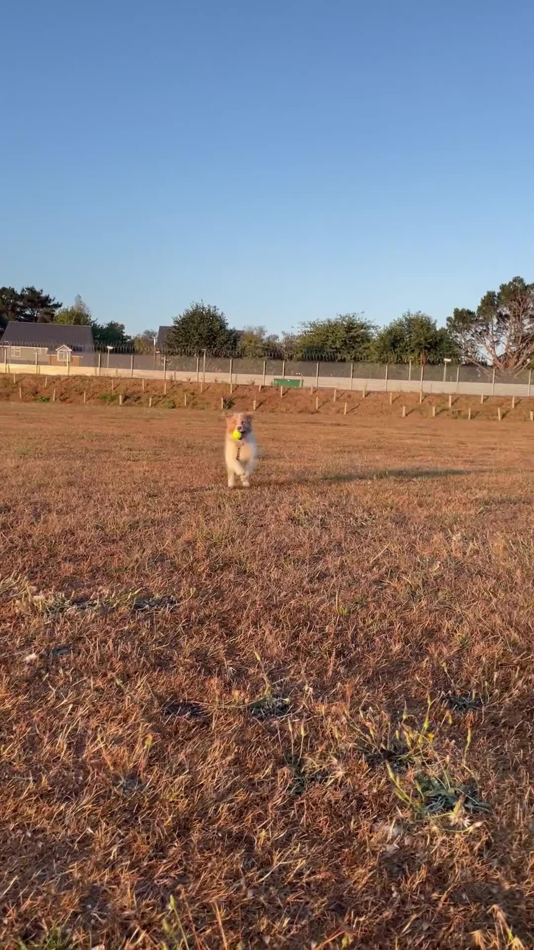 Australian Shepherd dogs for sale: Red Merle Australian Shepherd Puppy - Video 1
