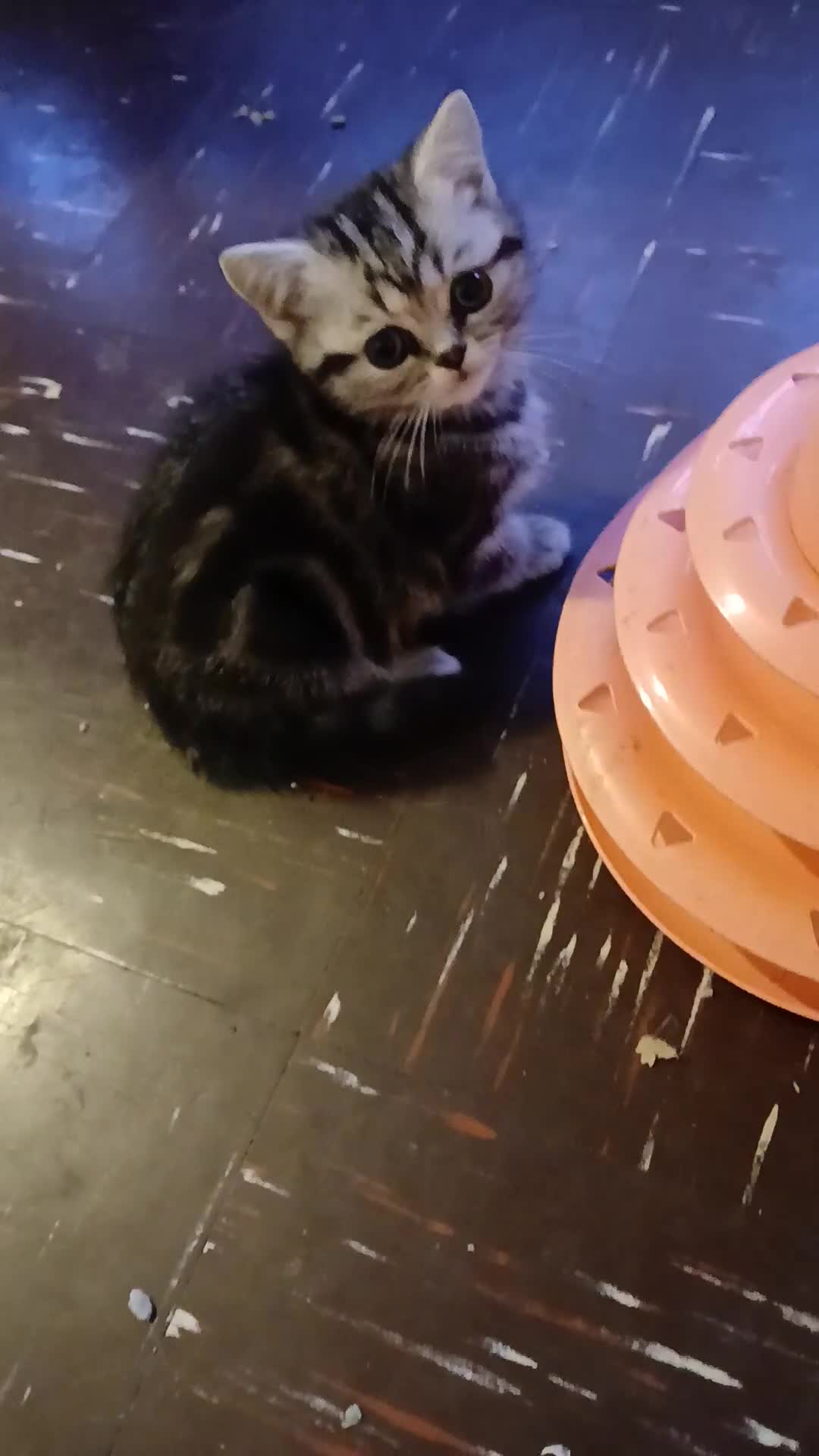 British Shorthair cats for sale: Bsh.Siver classic tabby kitten . - Video 1