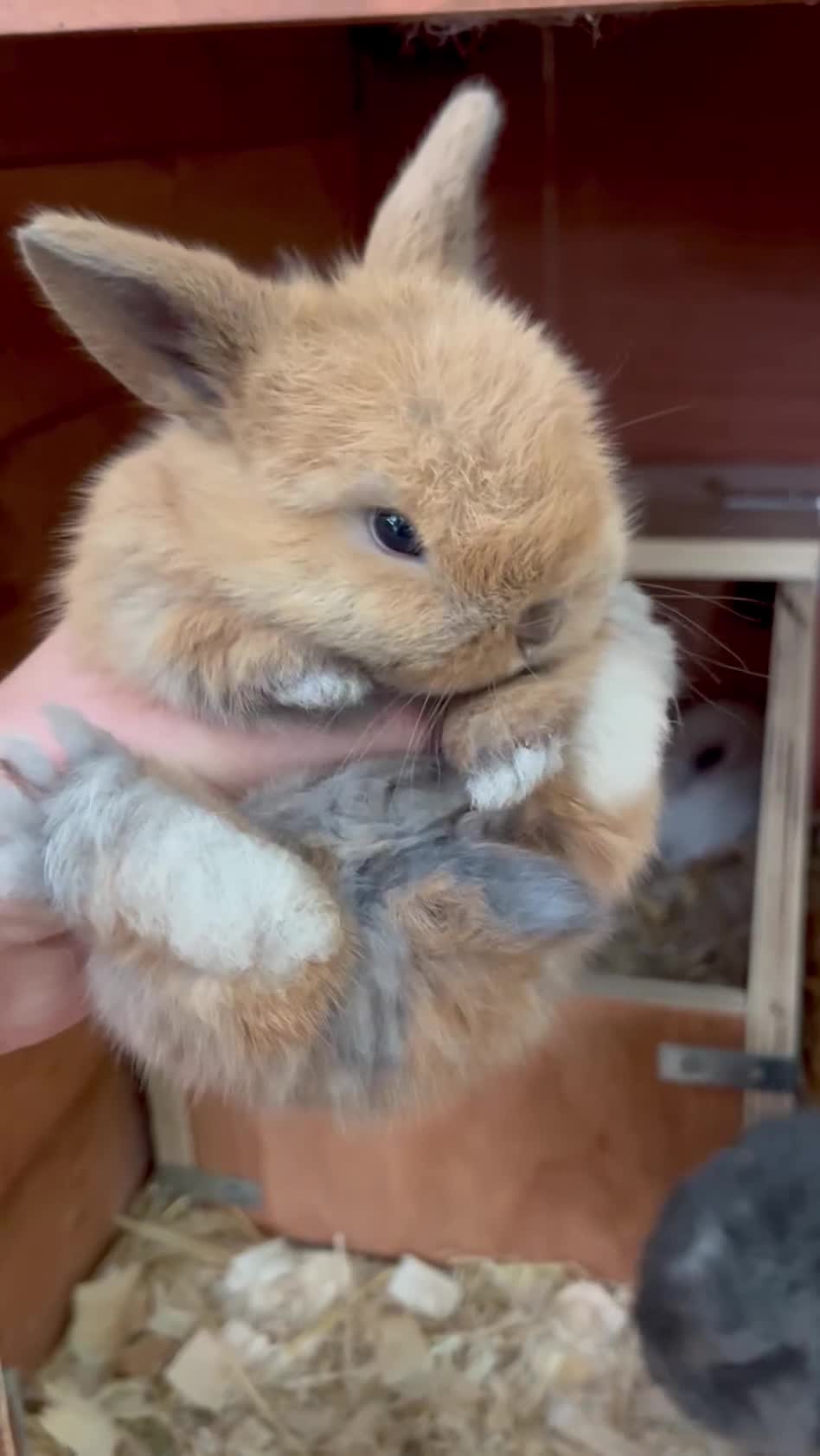 Mini Lop rabbits for sale: Mini Lop Baby Buns 🌸 TWO REMAINING! - Video 4