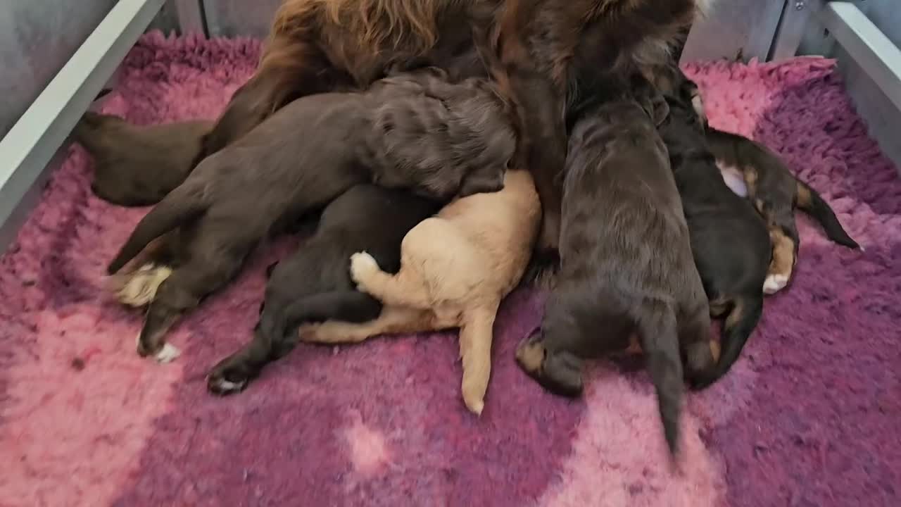 Cocker Spaniel dogs for sale: 8 AMAZING KC REG WORKING COCKER SPANIEL PUPPIES - Video 1
