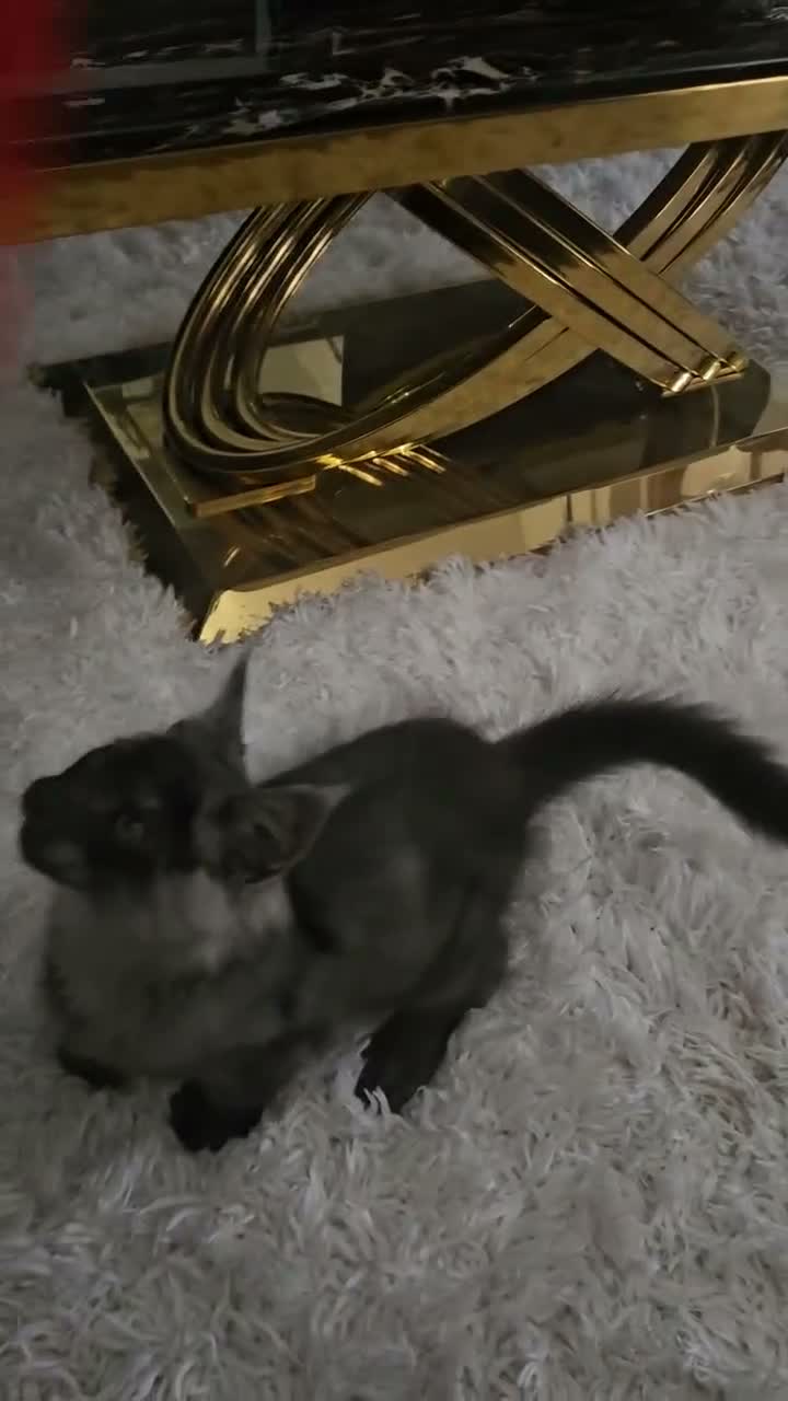 Maine Coon cats for sale: TICA Maine Coon Boy Last Kitten Available. - Video 1
