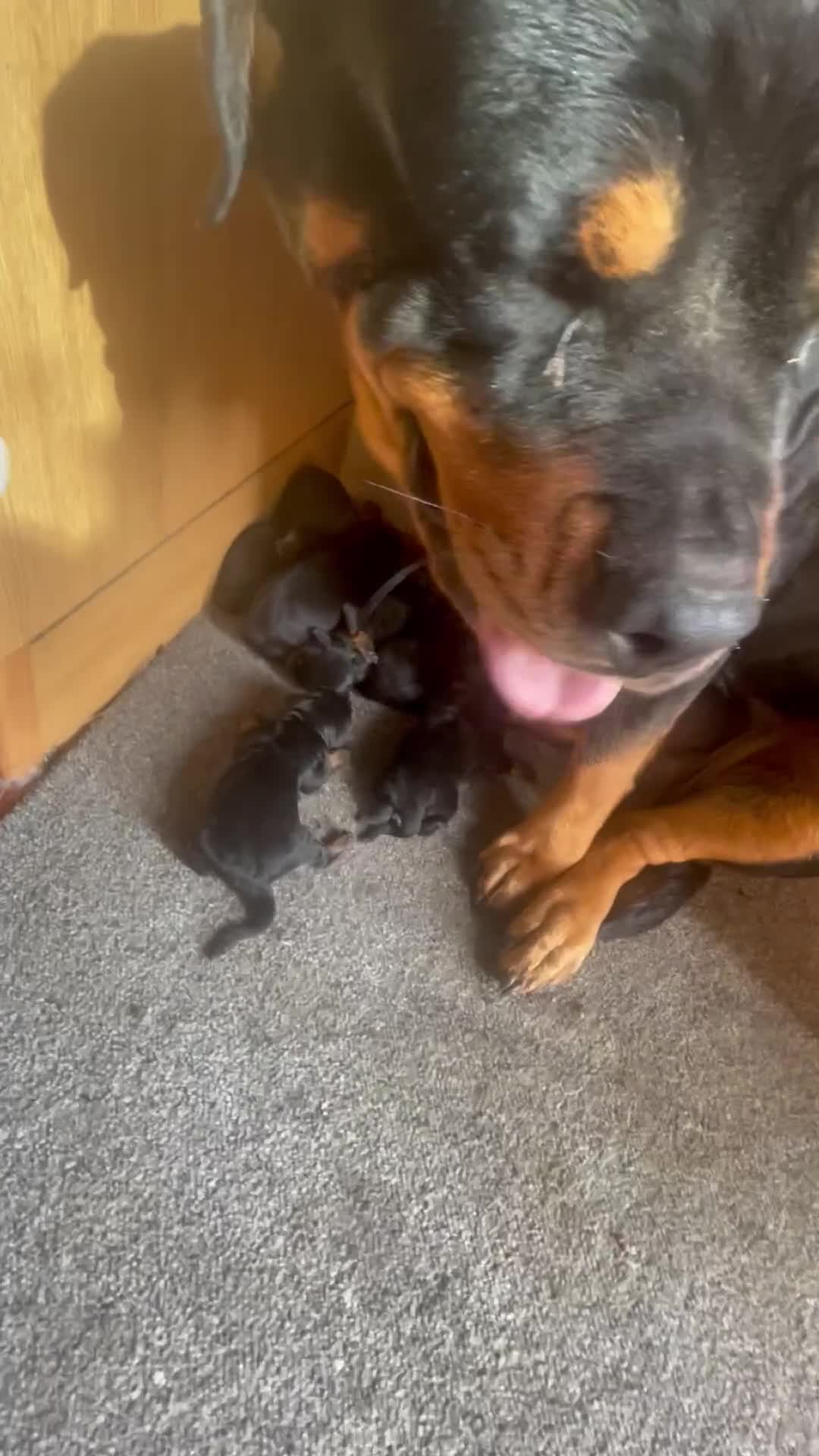 Rottweiler dogs for sale: German Rottweiler puppies  in Preston - Video 2