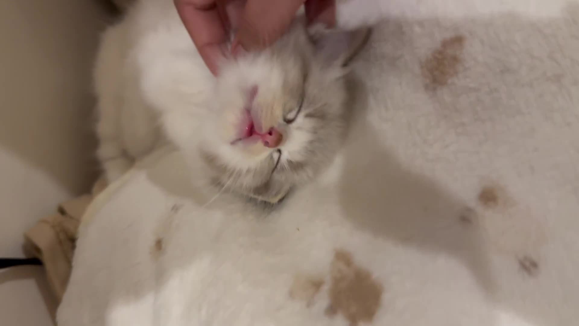 Ragdoll cats for sale: Beautiful Ragdoll kitten  - Video 1