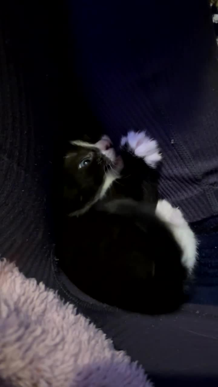 Bengal cats for sale: Beautiful kittens💕 - Video 2