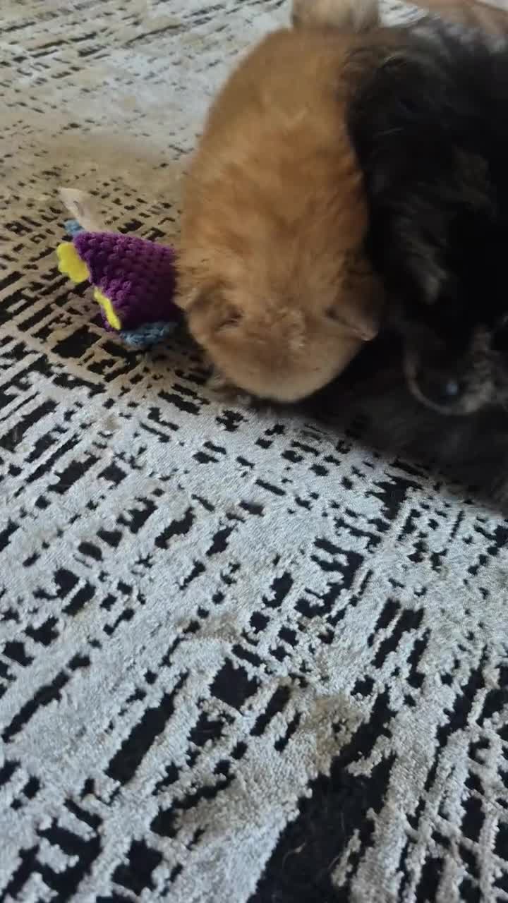 Pomeranian dogs for sale: Vito Pomleone  - Video 1