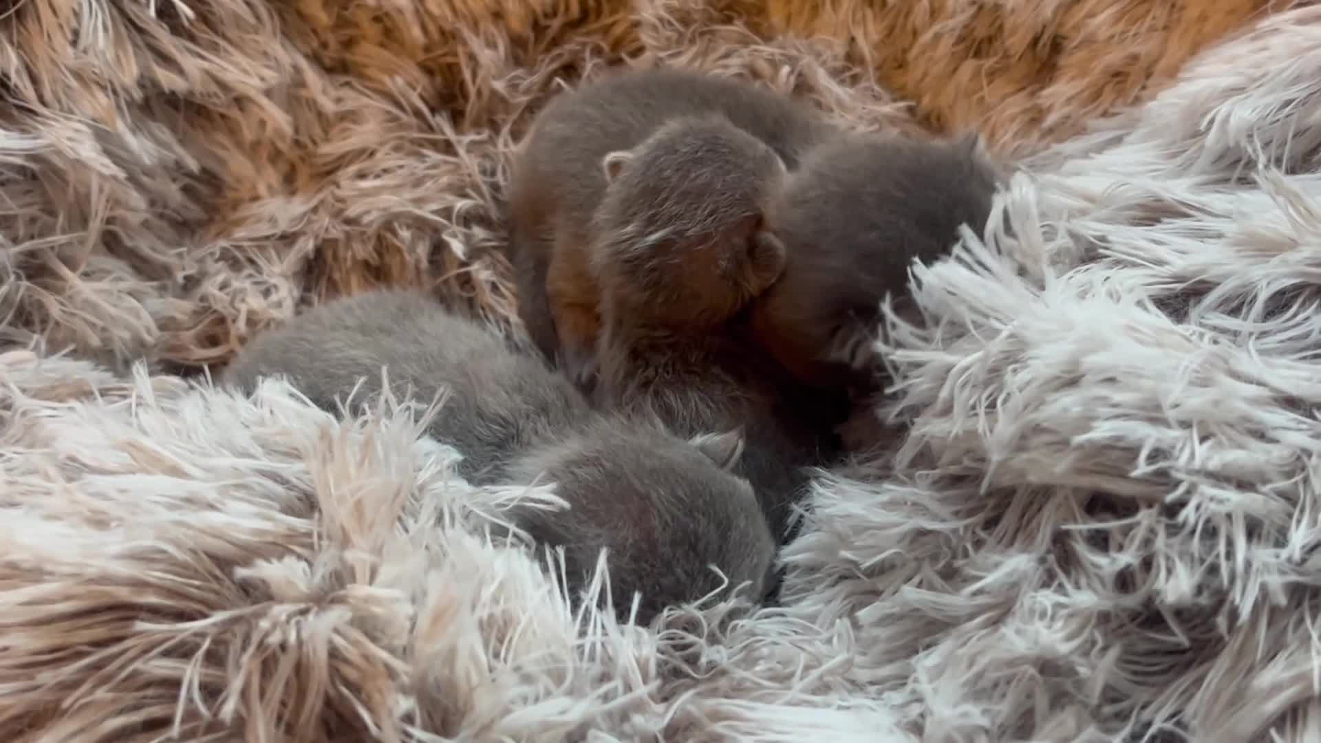 British Shorthair cats for sale: Grand imperial champion parent & grandparents  - Video 2