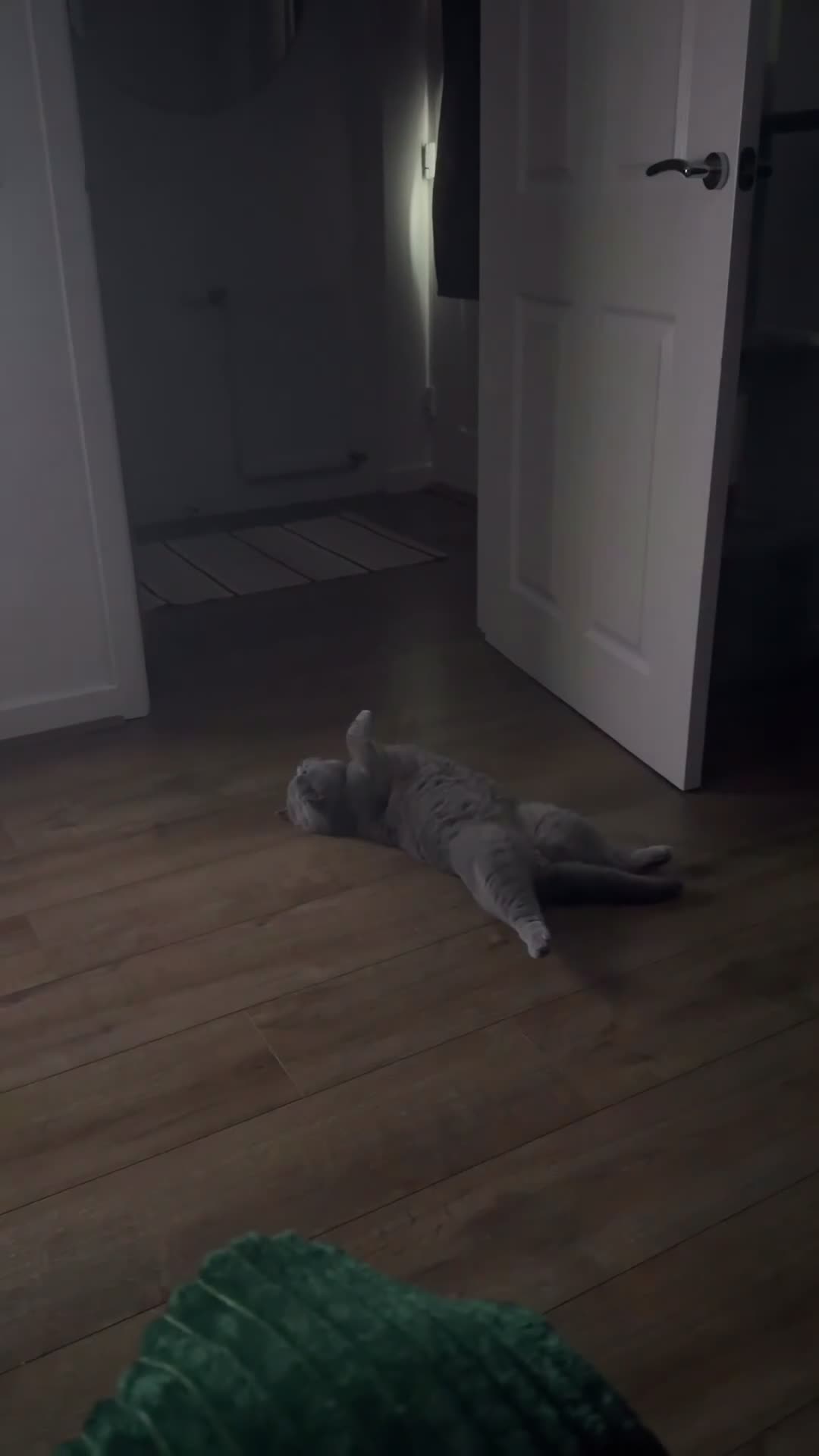 British Shorthair cats for stud: ✨ BSH Blue Carrier of Cinnamon and Fawn 🐾👑 - Video 1