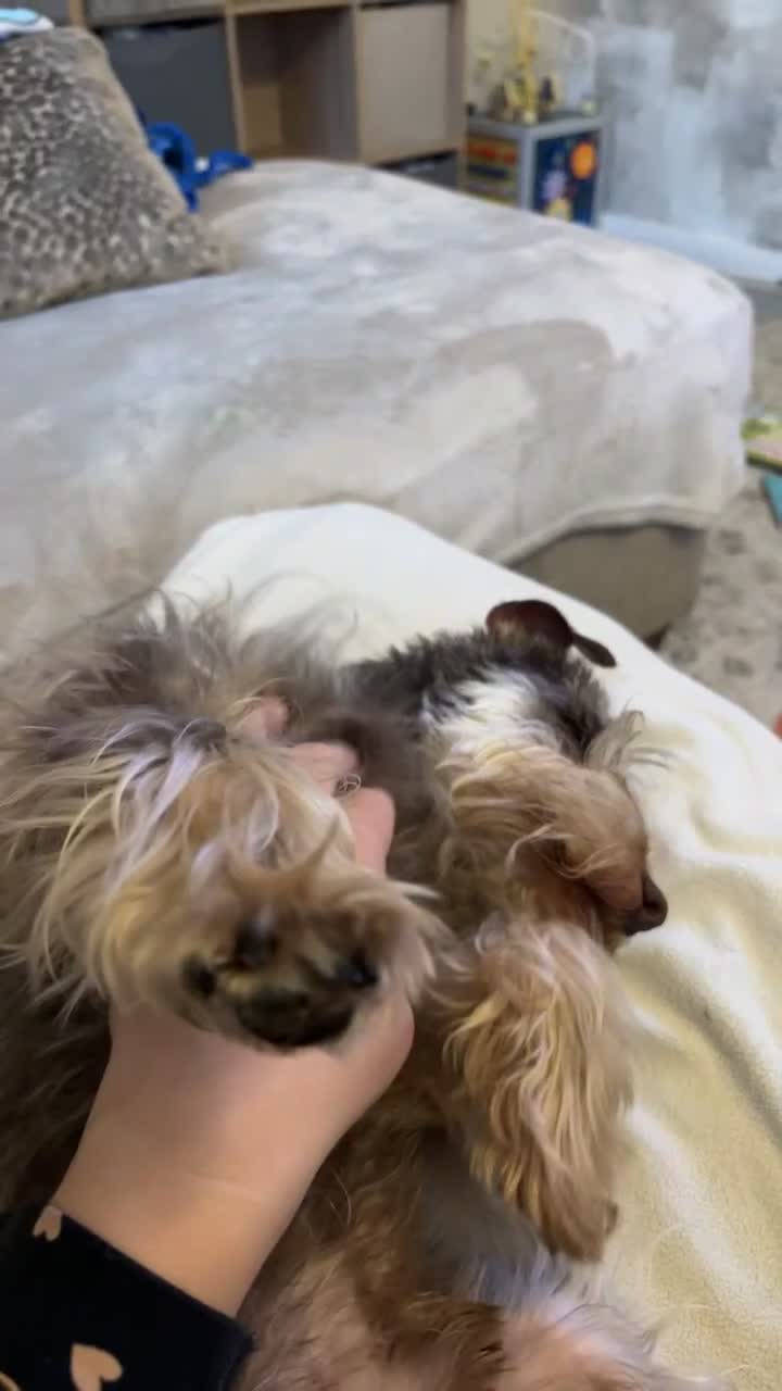 Miniature Schnauzer dogs for sale: ⭐️COOPER⭐️ MINIATURE SCHNAUZER - Video 1