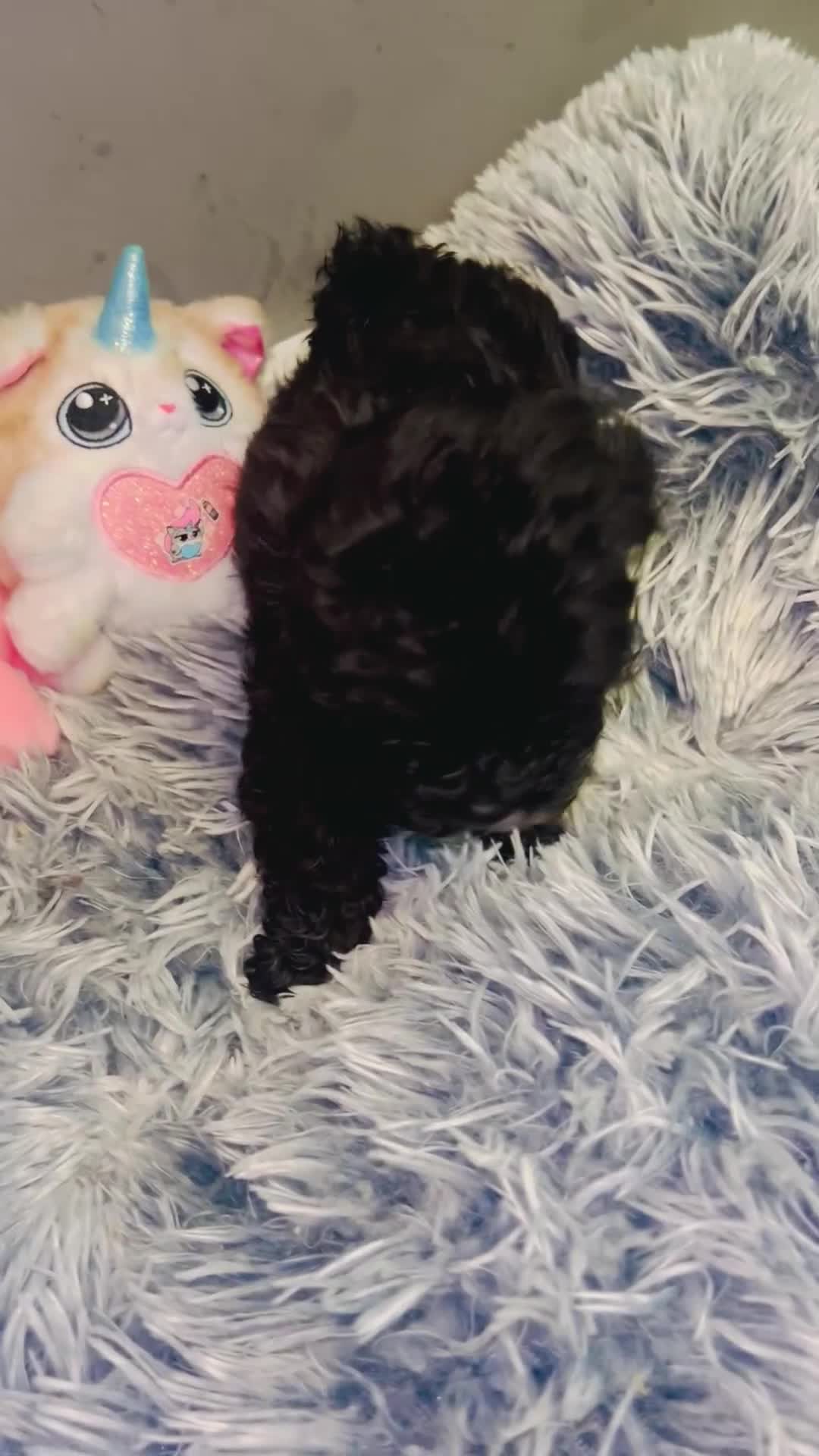 Shihpoo dogs for sale: Toy Shihpoo puppies,Very rare colours 2 BOYS LEFT - Video 3