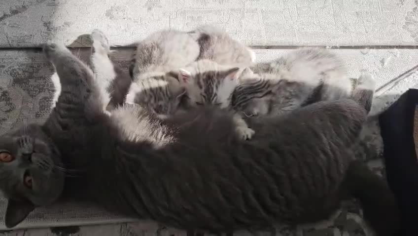 British Shorthair cats for sale: GCCF Blue BSH chunky champion lines - Video 3