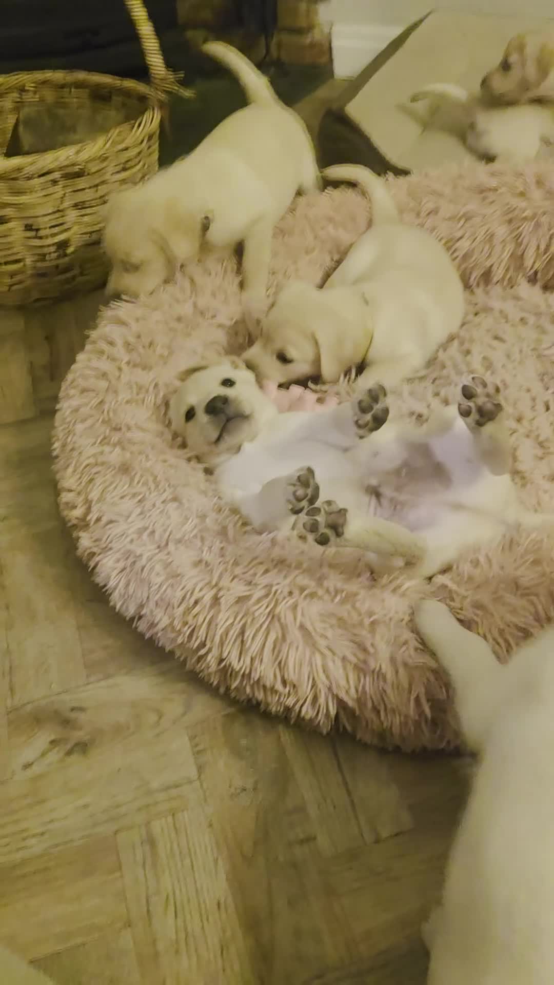 Labrador Retriever dogs for sale: KC registered labrador pups in Sheffield - Video 1