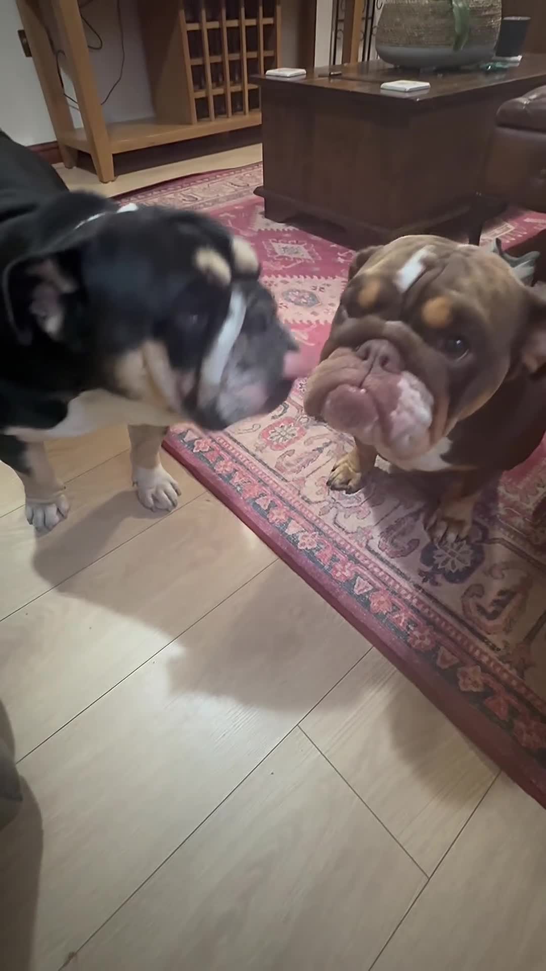 English Bulldog dogs for sale: 💕 Beautiful English Bulldog - Video 1