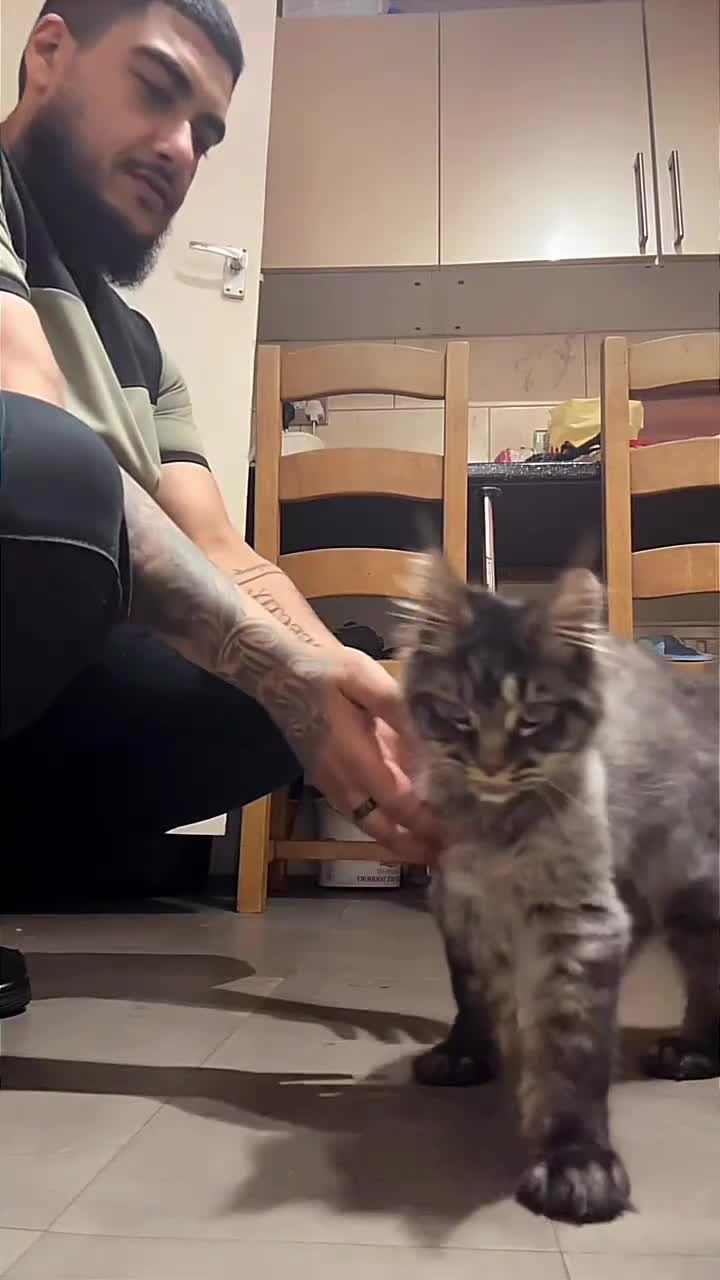 Maine Coon cats for sale: Main coon kitten  - Video 3