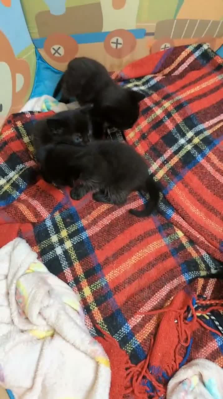 Mixed Breed cats for sale: 4 black kittens  in Retford - Video 1