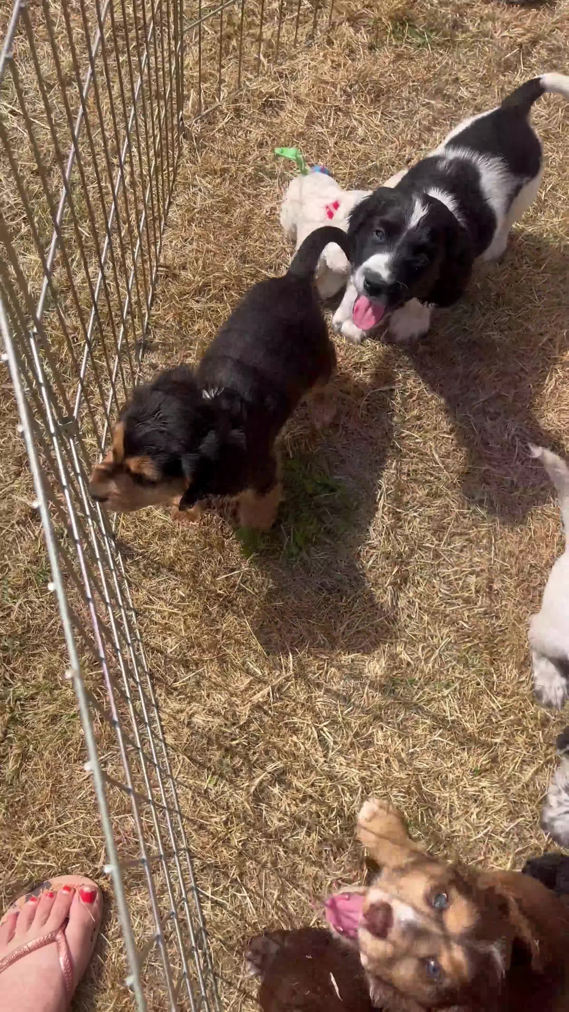 Cocker Spaniel dogs for sale: 2 Beautiful girls left! Ready to leave - Video 1