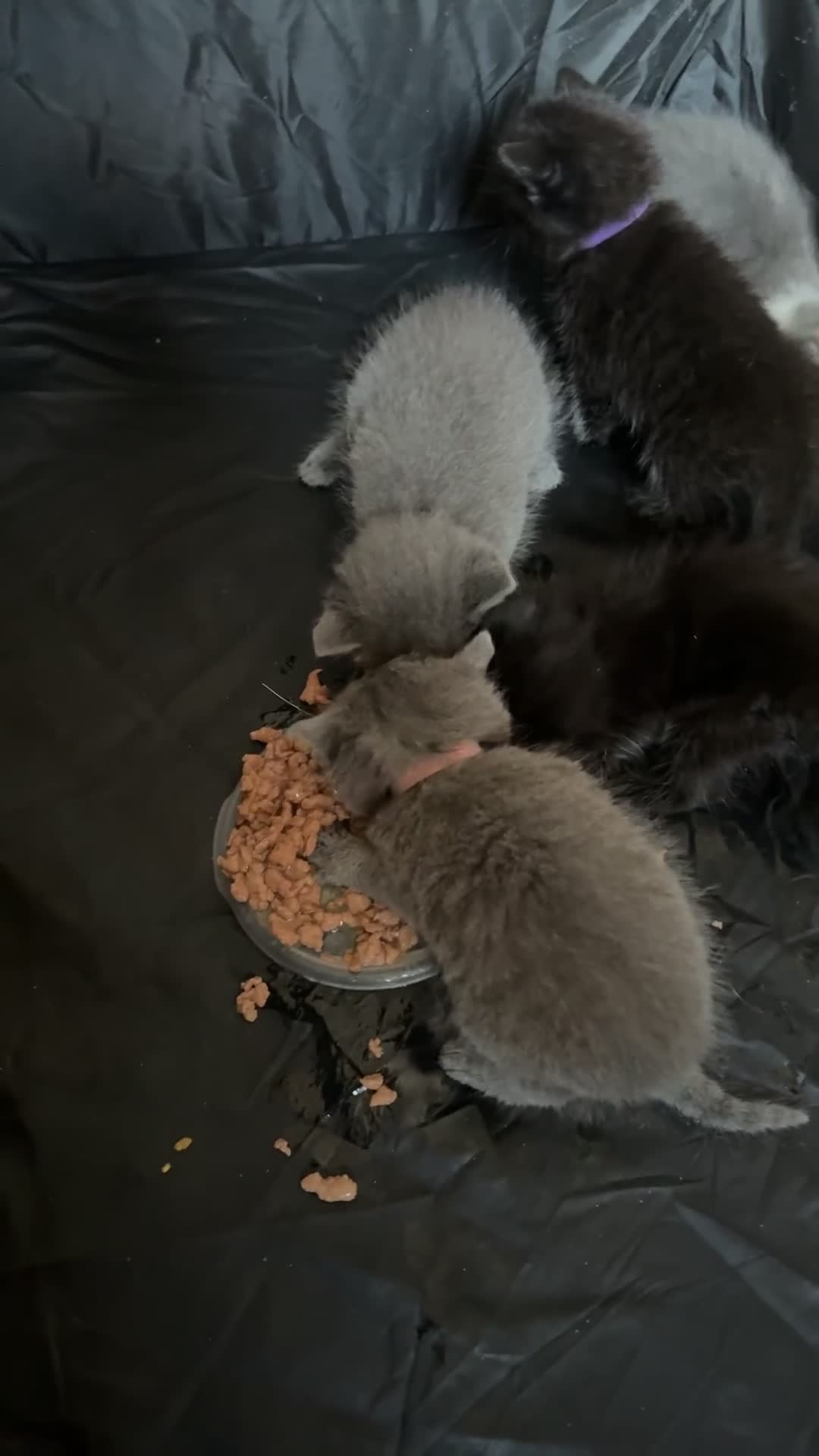 Mixed Breed cats for sale: mixed breed kittens for sale - Video 1