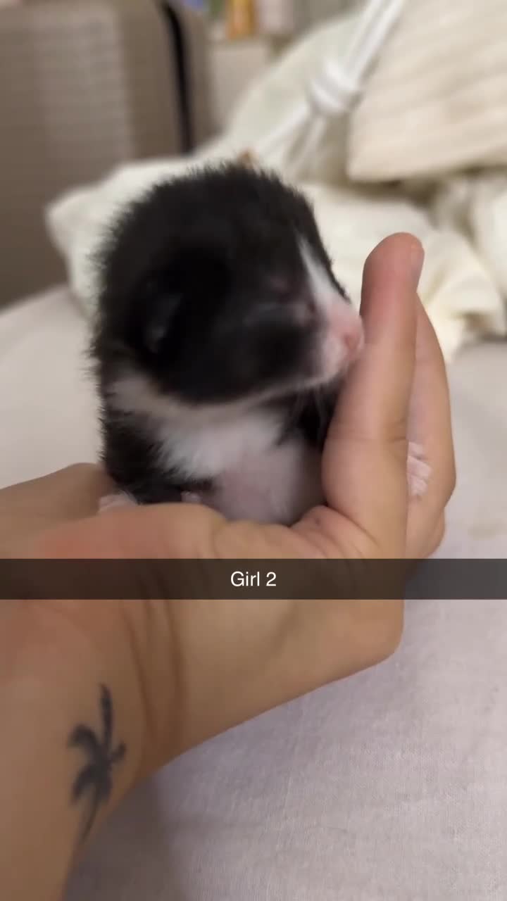 Mixed Breed cats for sale: 4 beautiful kittens for sale  - Video 3