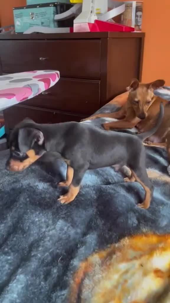 Miniature Pinscher dogs for sale: 🐾 Adorable Miniature Pinscher Puppies . - Video 1