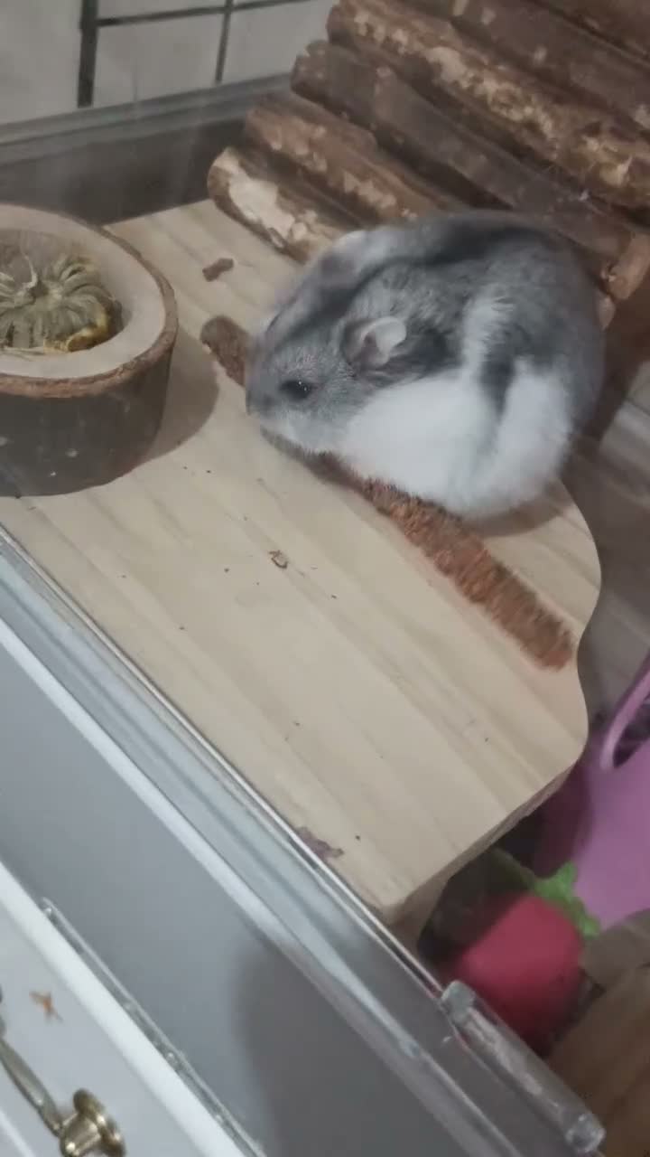Hamster rodents for sale: Russian dwarf in Luton - Video 3