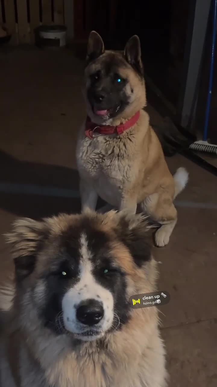 Akita dogs for sale: Americqn Akita Puppies for sale in Sheffield - Video 1