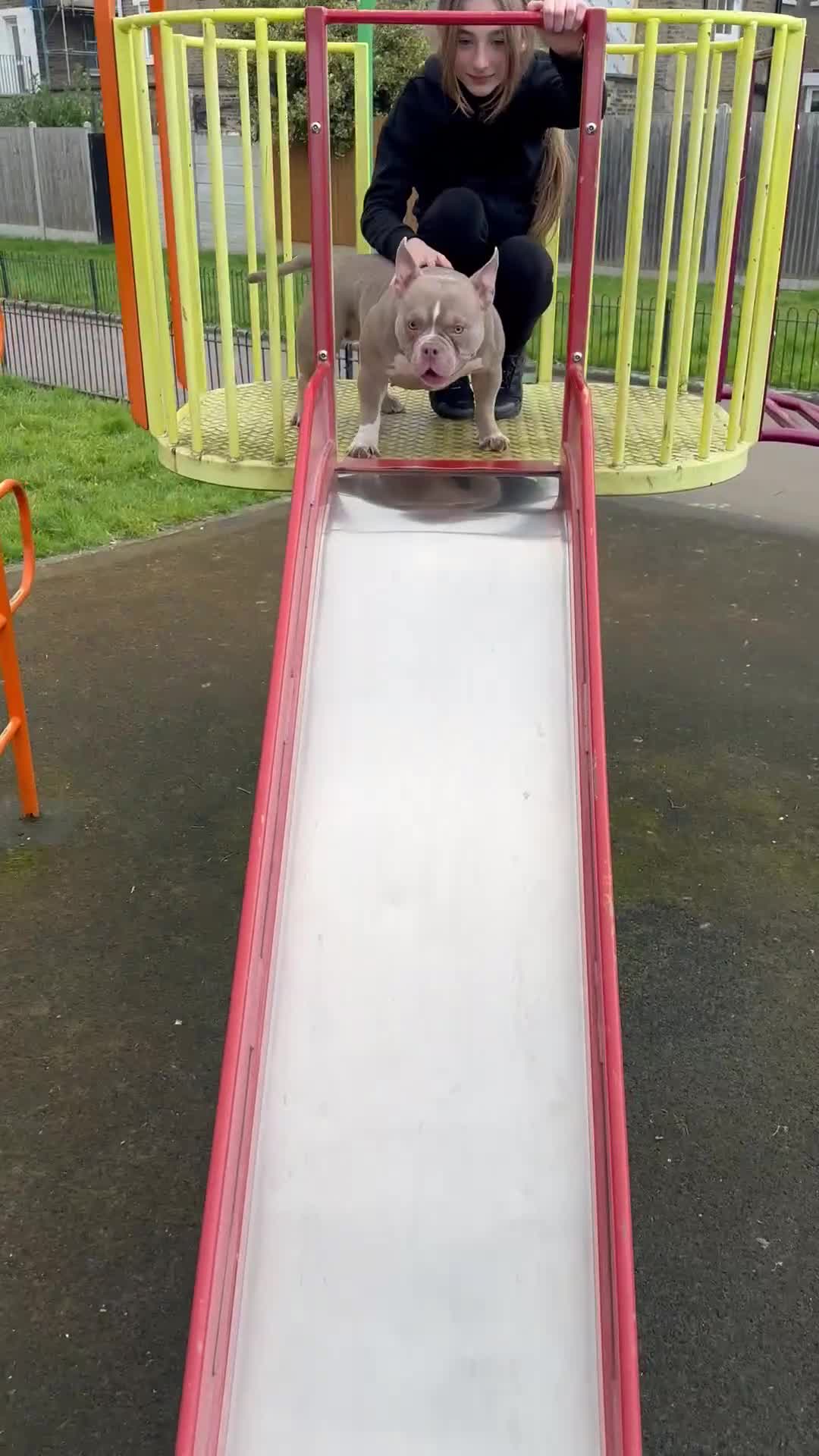 American Bully dogs for sale: American Pocket Bully - Video 1