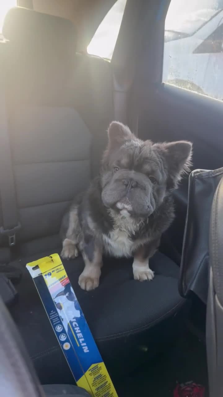 French Bulldog dogs for stud: Fluffy big🪢carrying testable& pink French bulldog in Manchester - Video 1