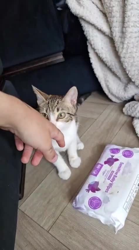Ragdoll cats for sale: 4m old sisters looking for home together  - Video 2