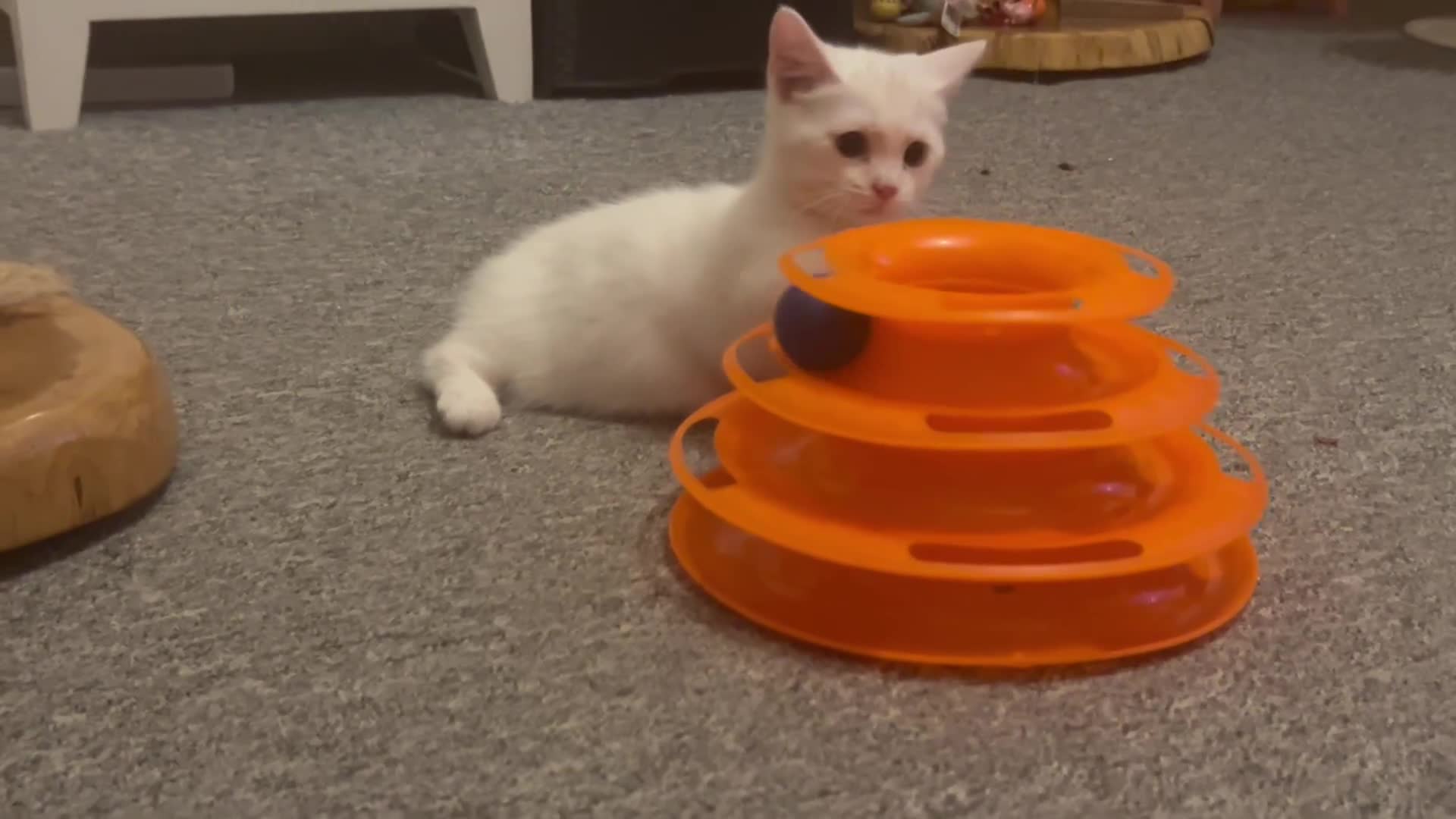 Munchkin cats for sale: Beautiful Munchkins Kittens  - Video 1