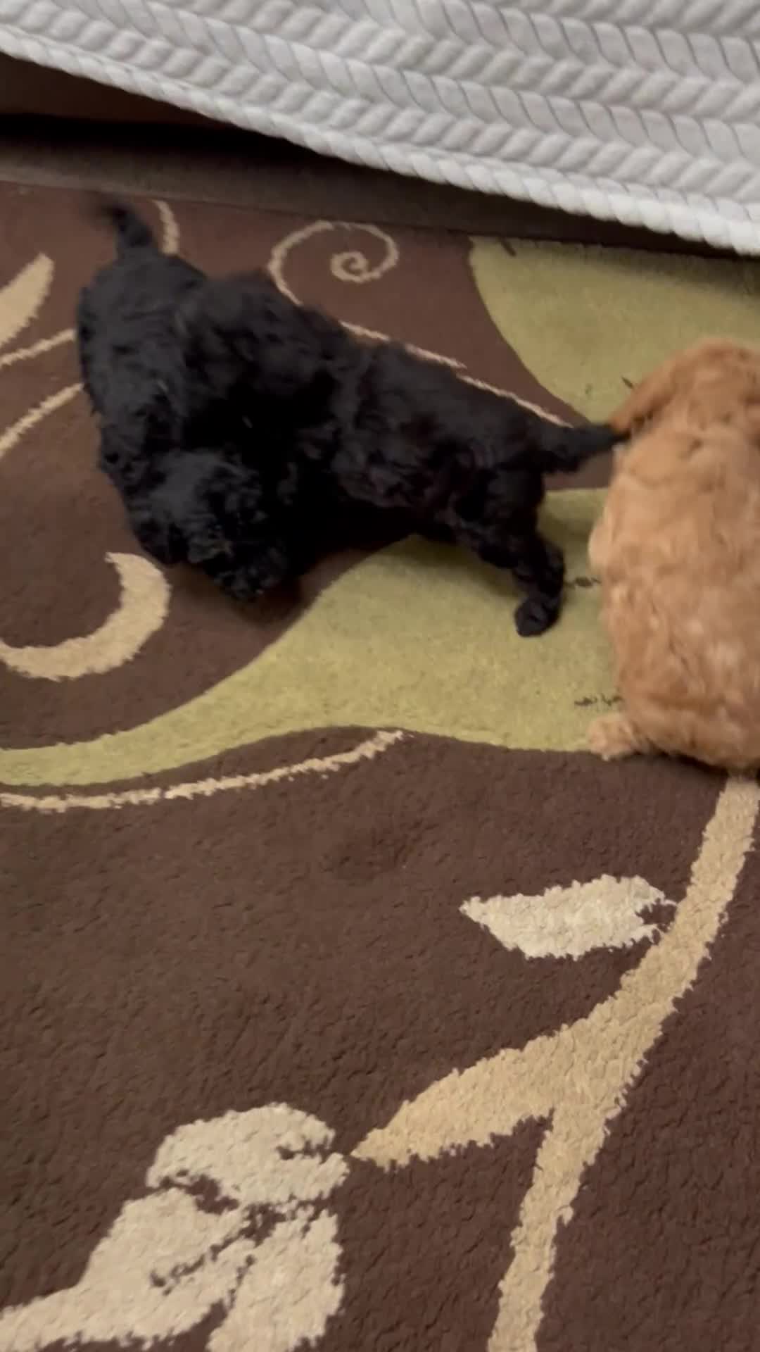 Toy Poodle dogs for sale: Beautiful Toy Poodle Puppies - Video 1