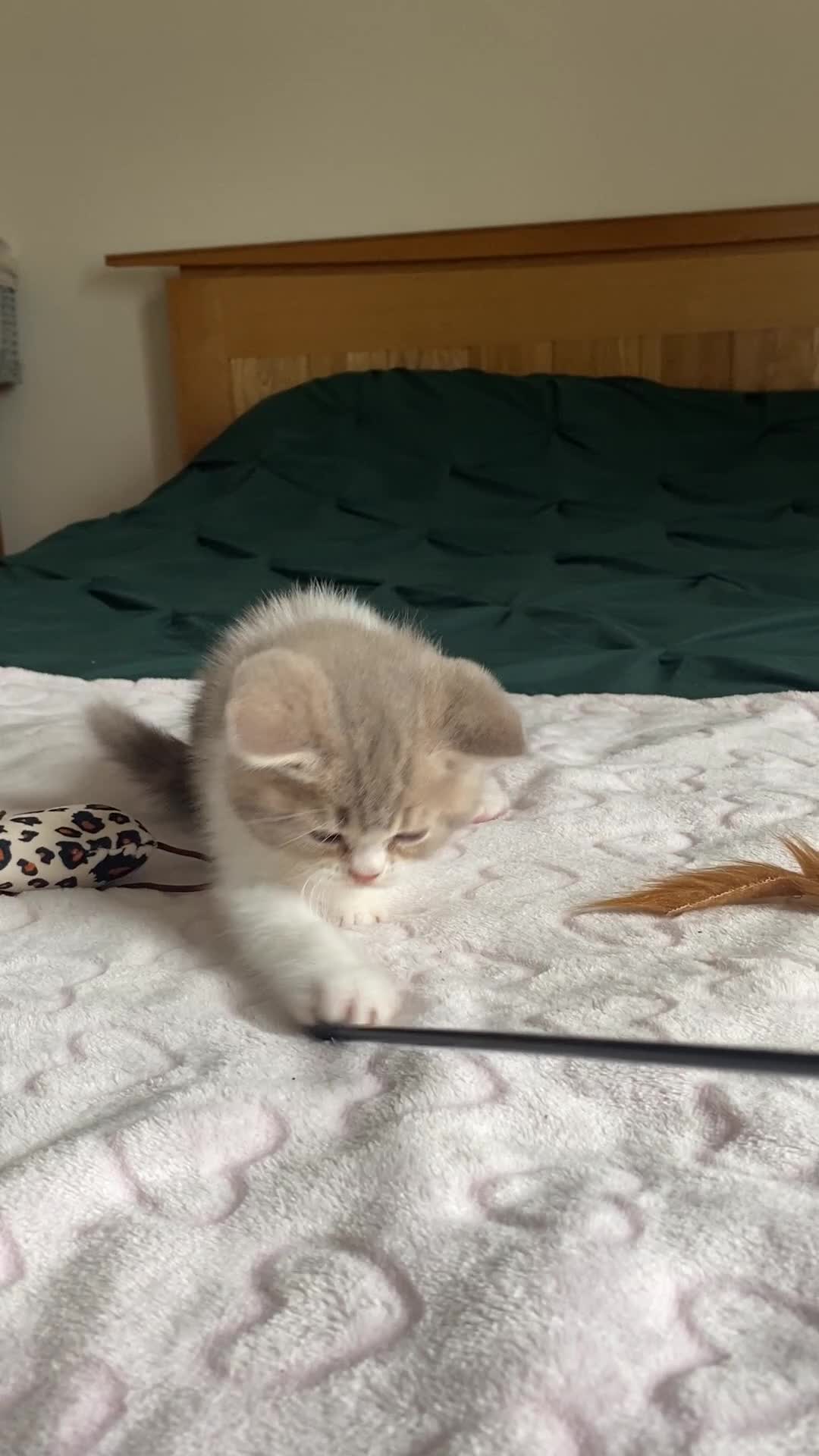 Scottish Fold cats for sale: TICA REG CHAMPION LINE FAWN BICOLOUR  GIRL 🧸 - Video 1