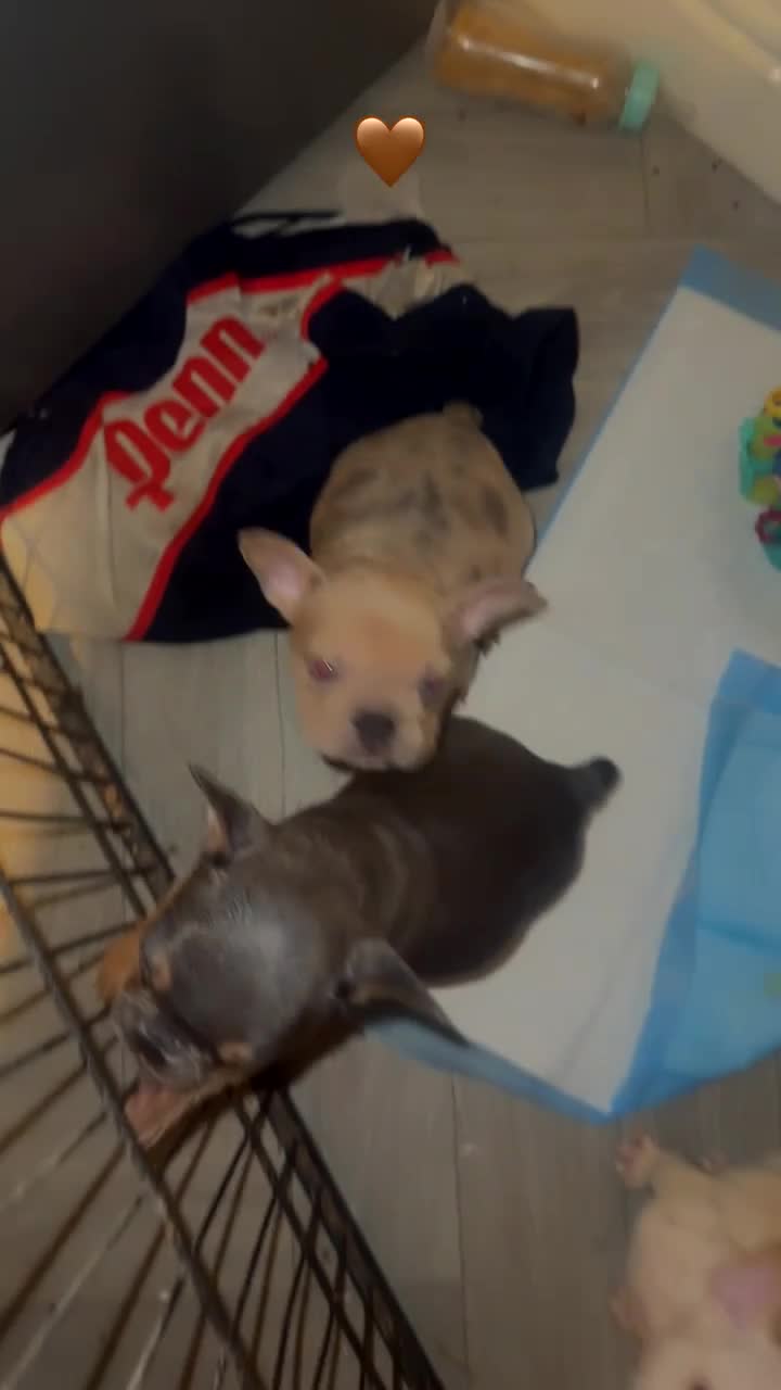 French Bulldog dogs for sale: Frenchie puppies  - Video 1