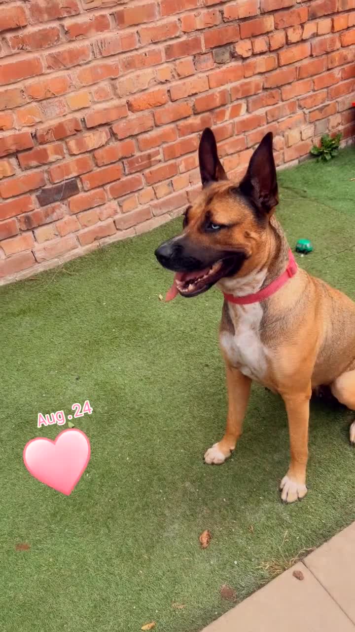 Belgian Shepherd Dog dogs for sale: Xena  - Video 1
