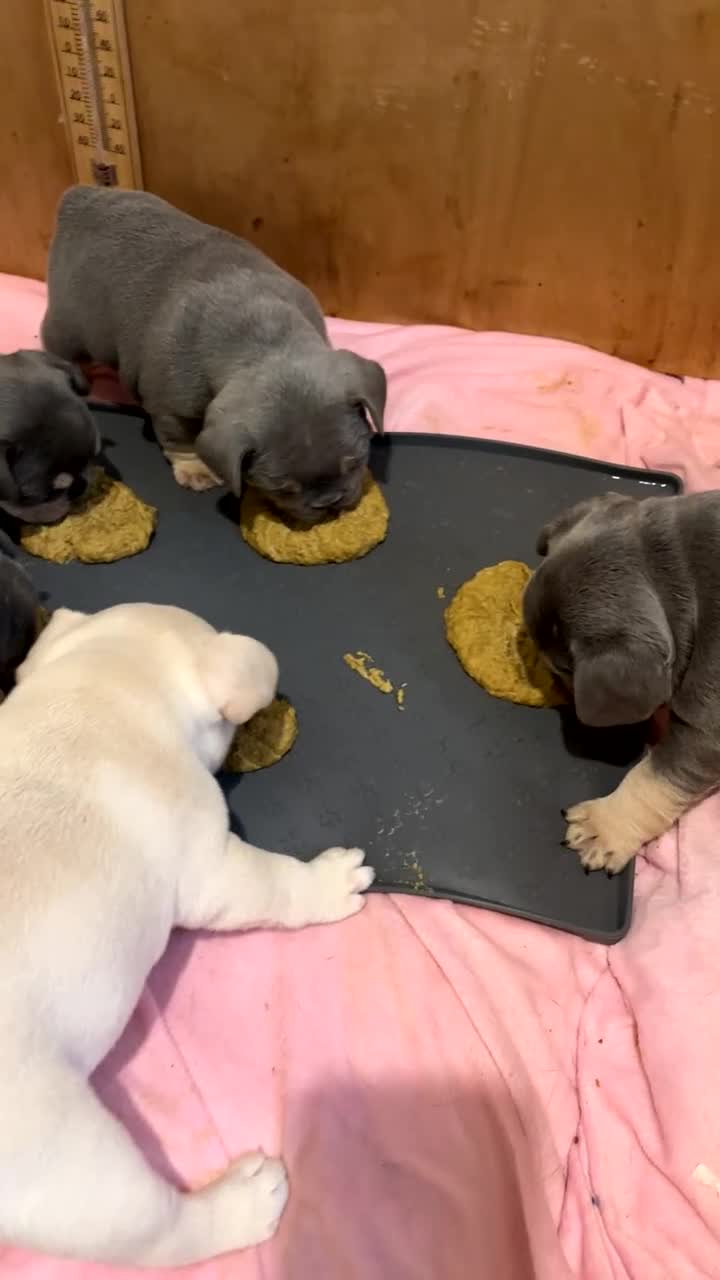 French Bulldog dogs for sale: French bulldog puppies - Video 1